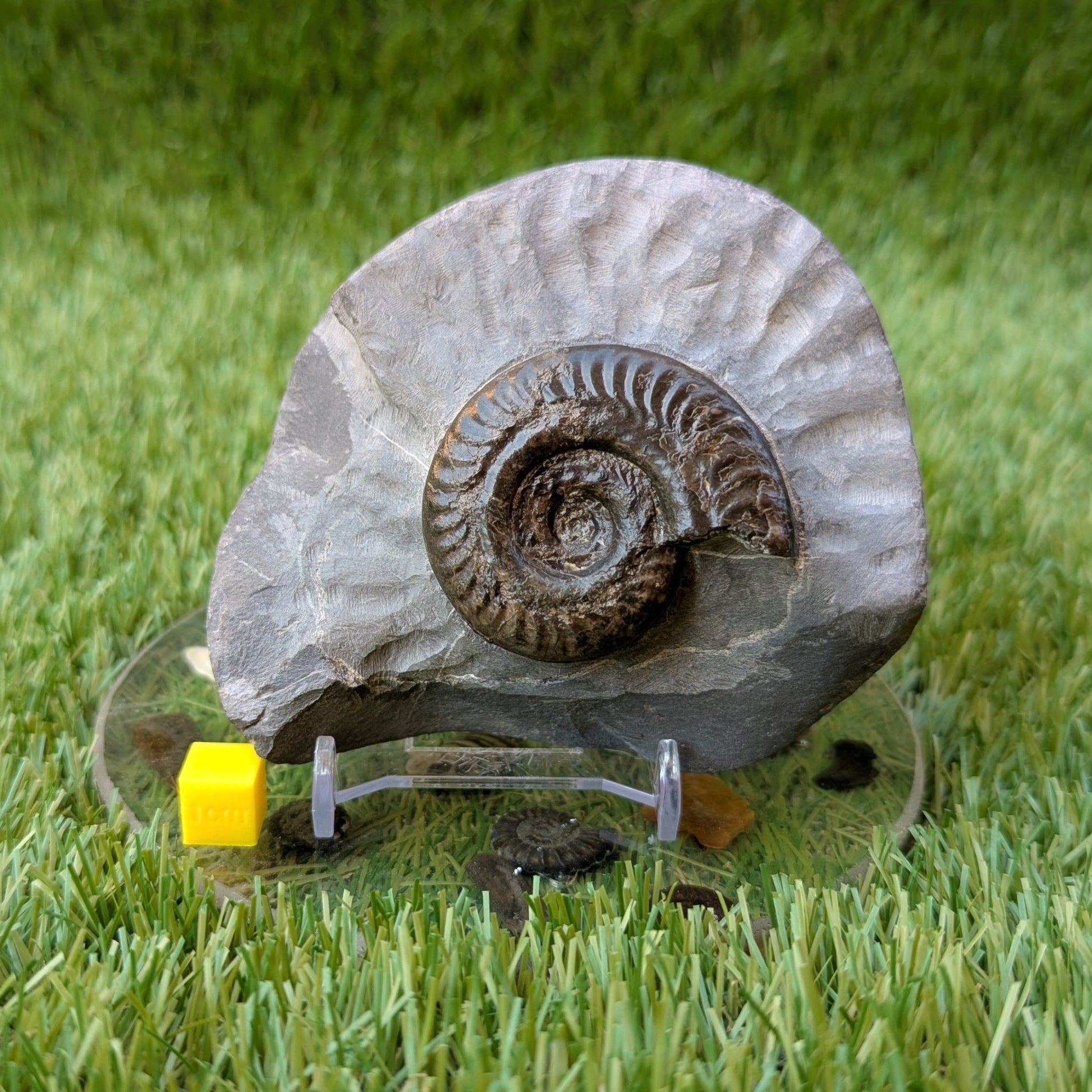Hildoceras ammonite North Yorkshire fossils - North Yorkshire Fossils