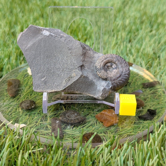 Hildoceras ammonite North Yorkshire fossils - North Yorkshire Fossils