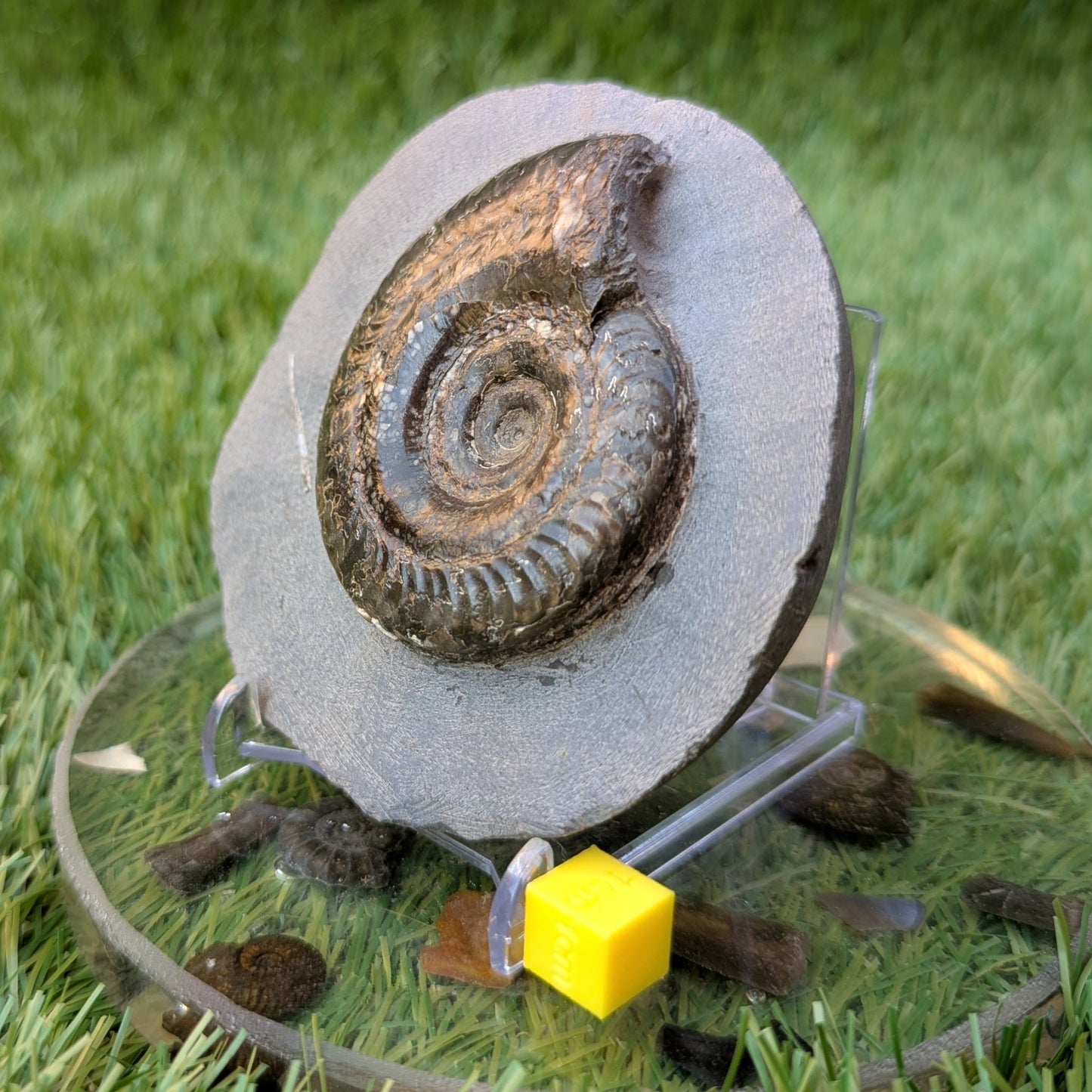 Hildoceras ammonite North Yorkshire fossils - North Yorkshire Fossils