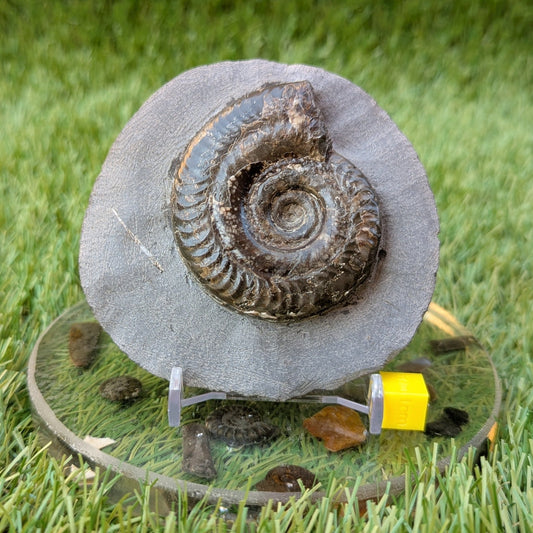 Hildoceras ammonite North Yorkshire fossils - North Yorkshire Fossils