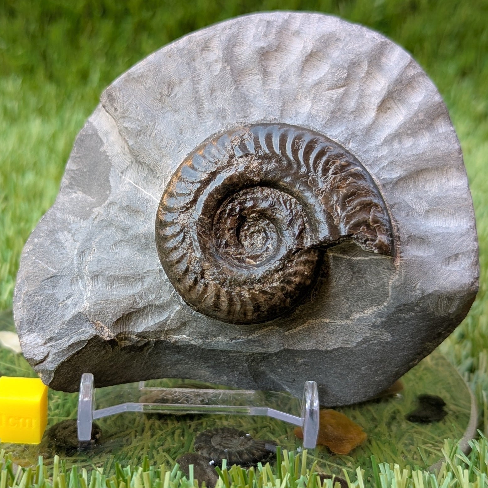 Hildoceras ammonite North Yorkshire fossils - North Yorkshire Fossils