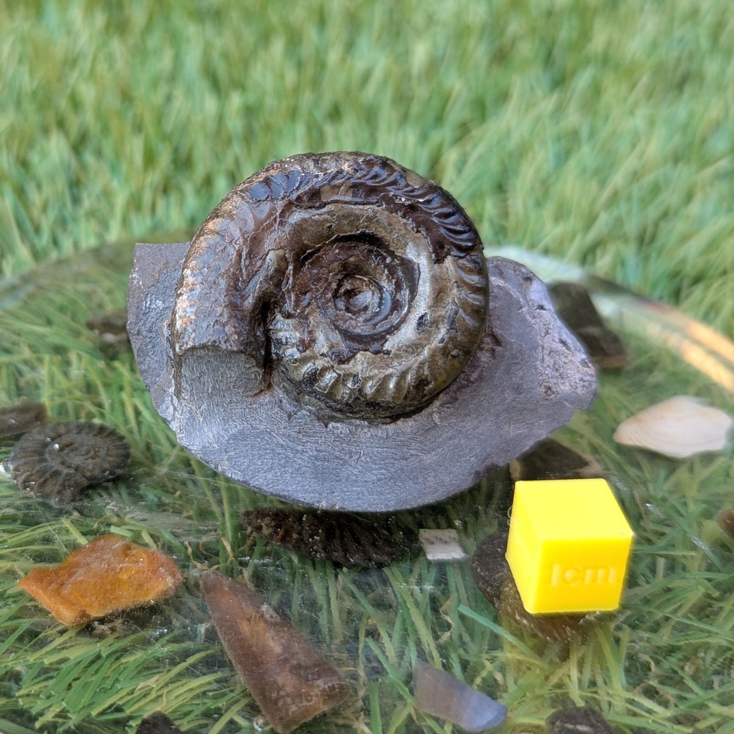 Hildoceras ammonite North Yorkshire fossils - North Yorkshire Fossils