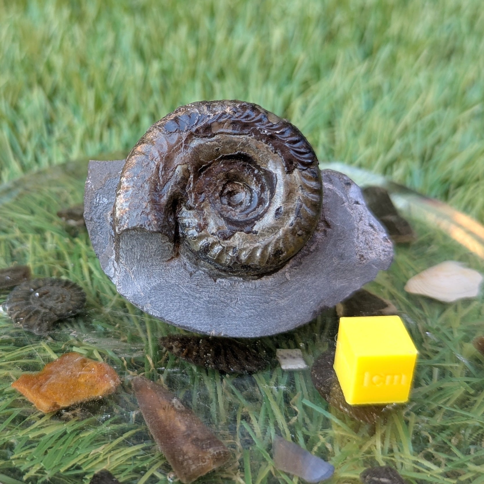 Hildoceras ammonite North Yorkshire fossils - North Yorkshire Fossils