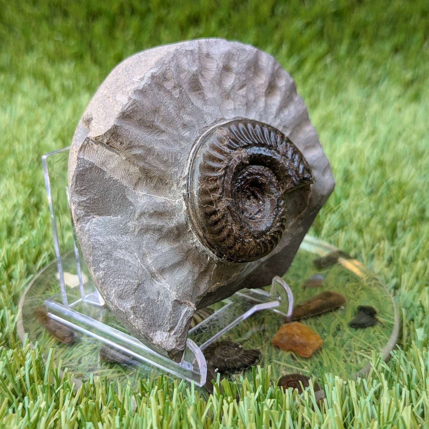 Hildoceras ammonite North Yorkshire fossils - North Yorkshire Fossils