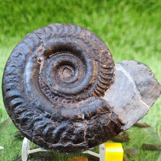 Hildoceras ammonite North Yorkshire fossils - North Yorkshire Fossils