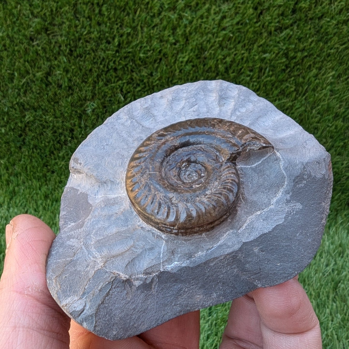 Hildoceras ammonite North Yorkshire fossils - North Yorkshire Fossils