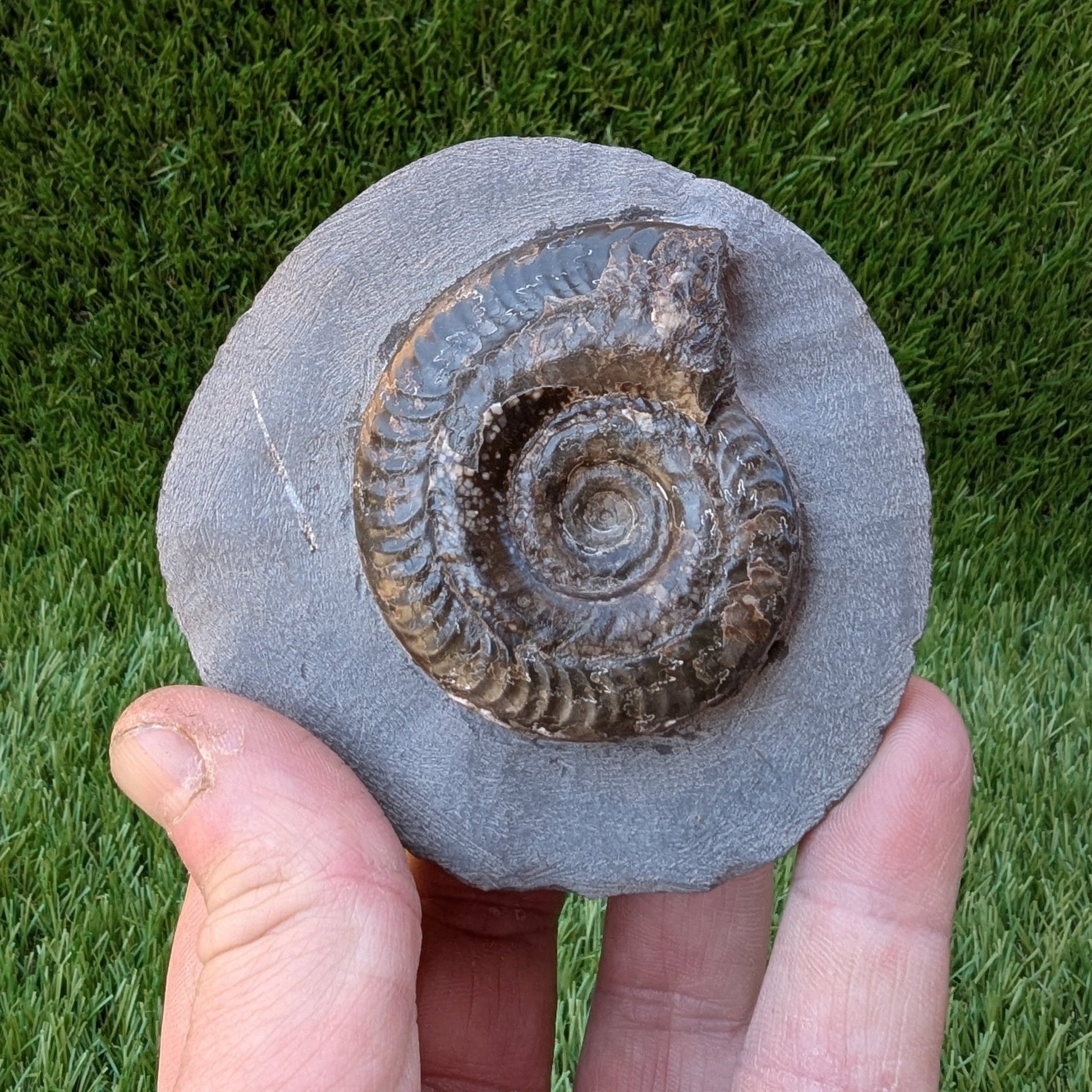Hildoceras ammonite North Yorkshire fossils - North Yorkshire Fossils