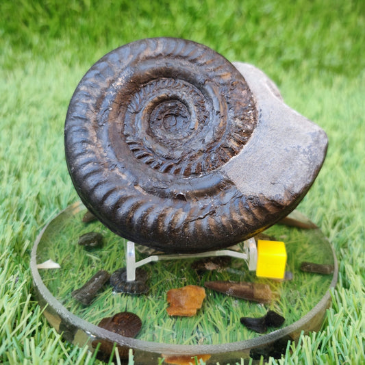Hildoceras ammonite North Yorkshire fossils - North Yorkshire Fossils