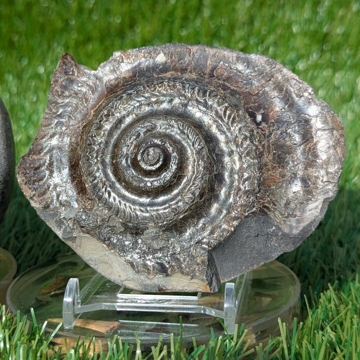 Hildoceras ammonite split pair North Yorkshire fossils - North Yorkshire Fossils