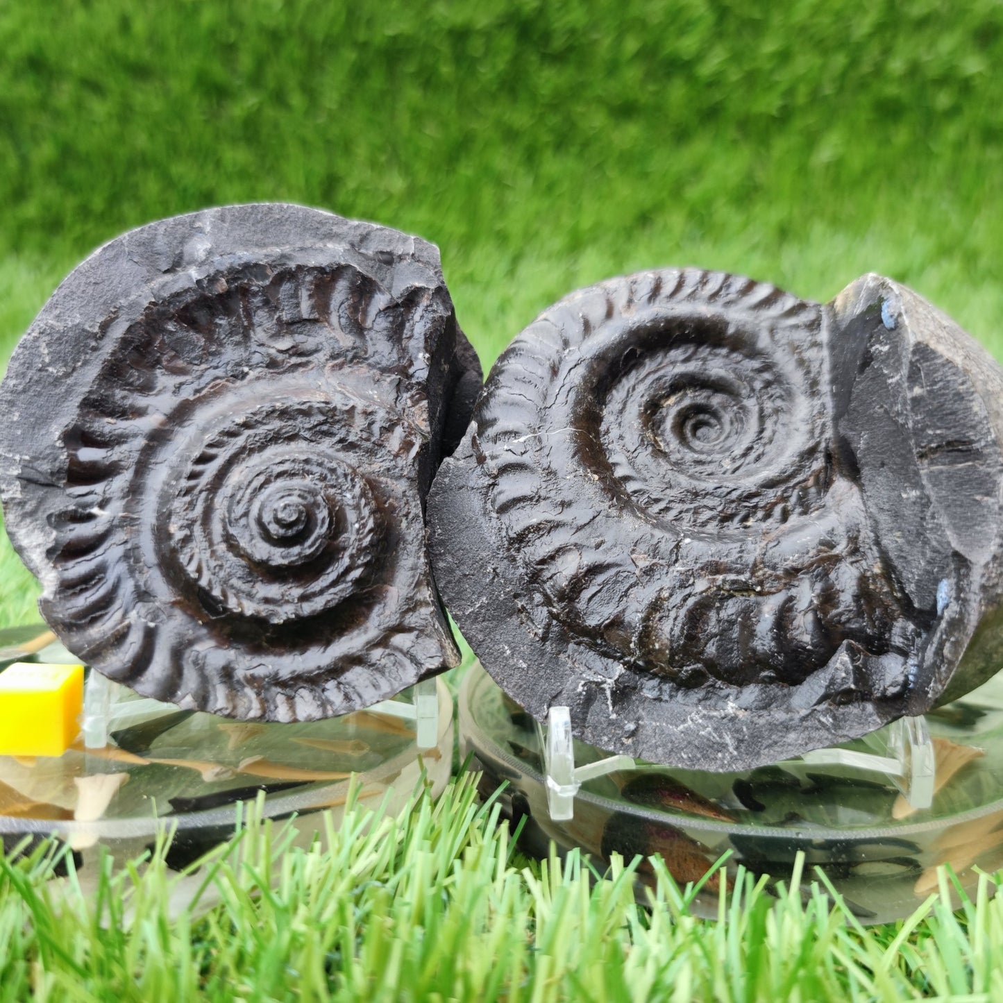 Hildoceras ammonite split pair North Yorkshire fossils - North Yorkshire Fossils