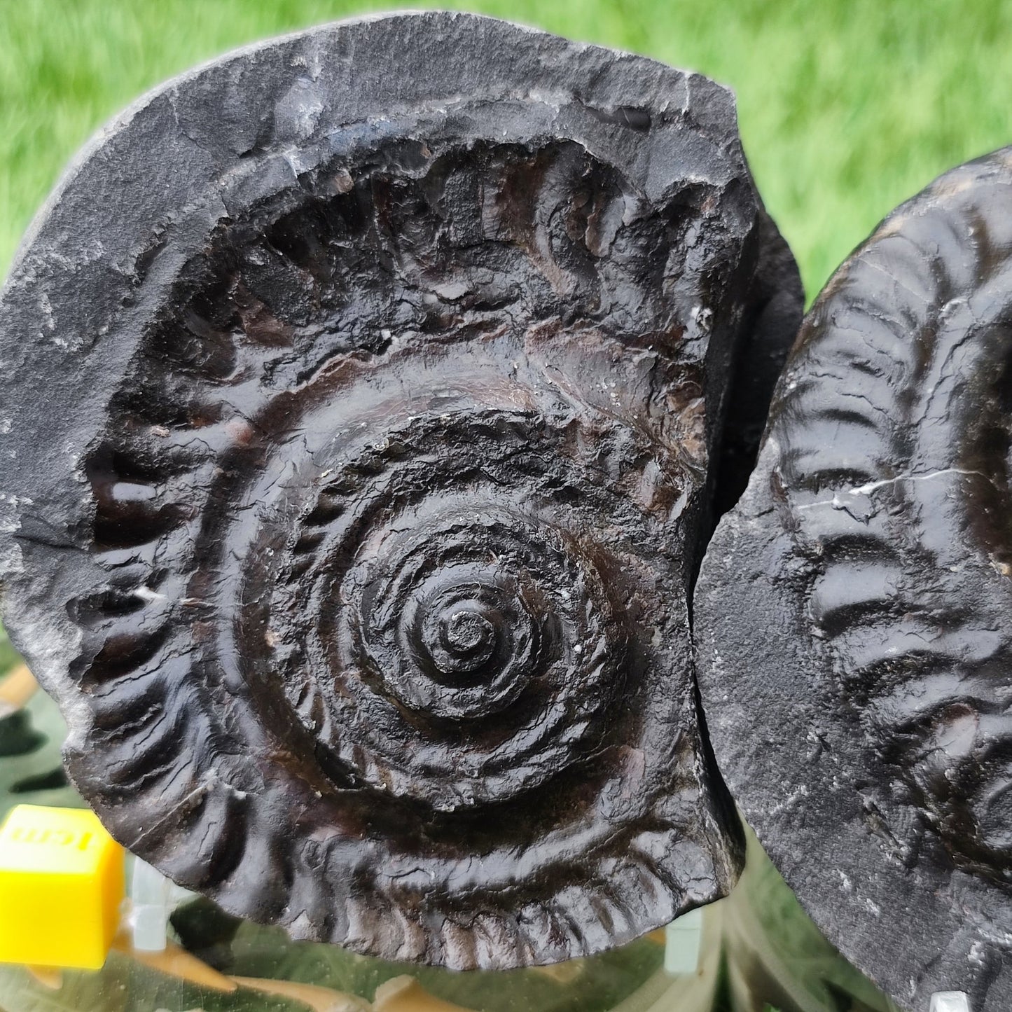 Hildoceras ammonite split pair North Yorkshire fossils - North Yorkshire Fossils