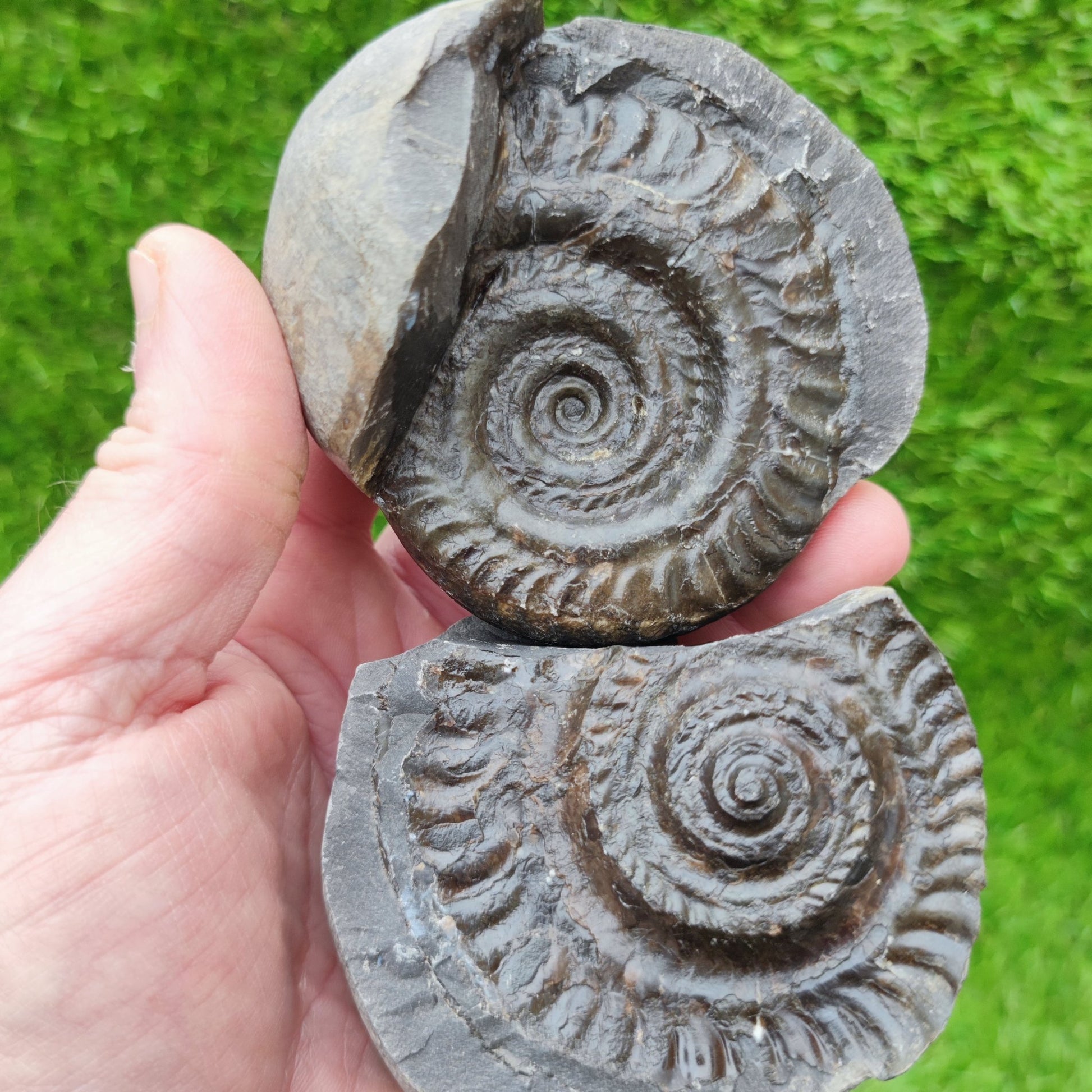 Hildoceras ammonite split pair North Yorkshire fossils - North Yorkshire Fossils