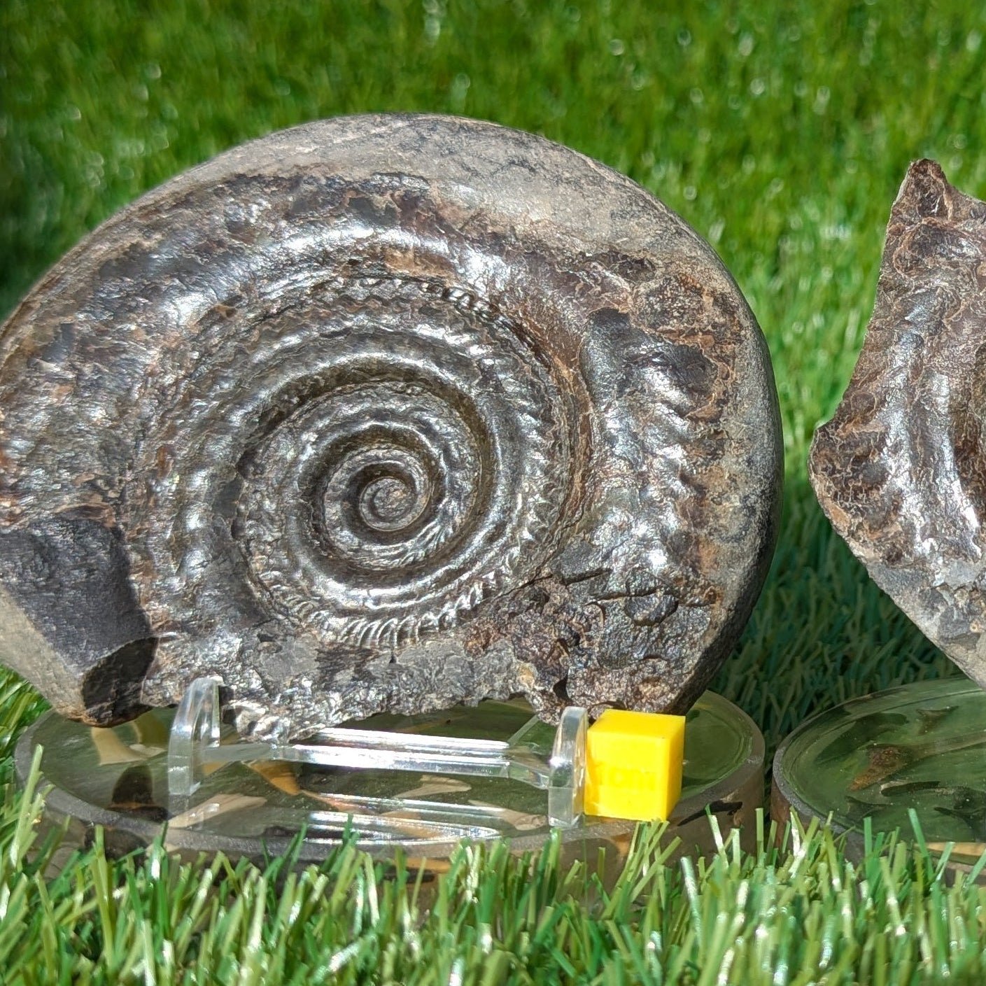 Hildoceras ammonite split pair North Yorkshire fossils - North Yorkshire Fossils
