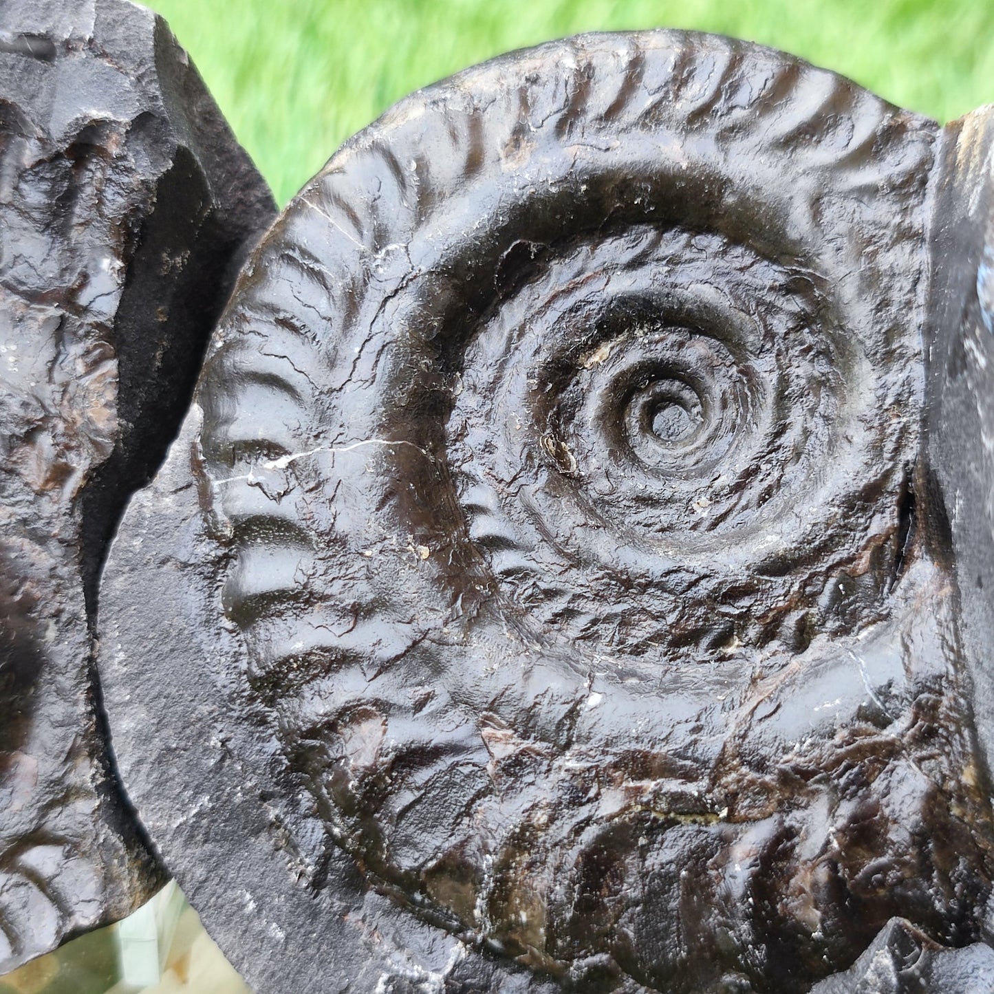 Hildoceras ammonite split pair North Yorkshire fossils - North Yorkshire Fossils
