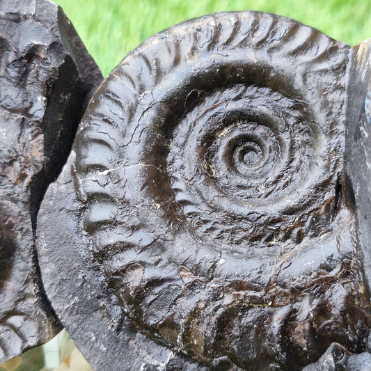 Hildoceras ammonite split pair North Yorkshire fossils - North Yorkshire Fossils