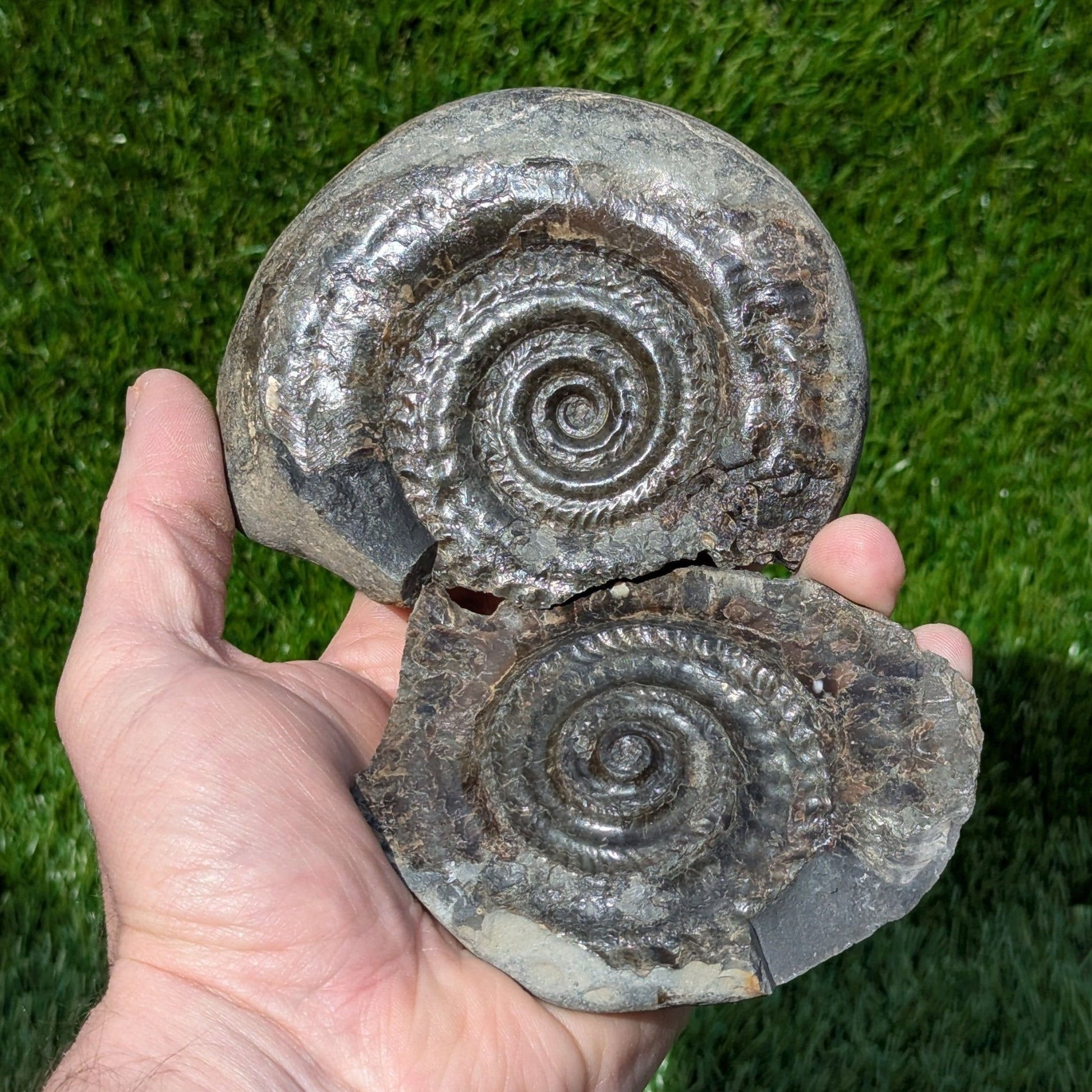 Hildoceras ammonite split pair North Yorkshire fossils - North Yorkshire Fossils