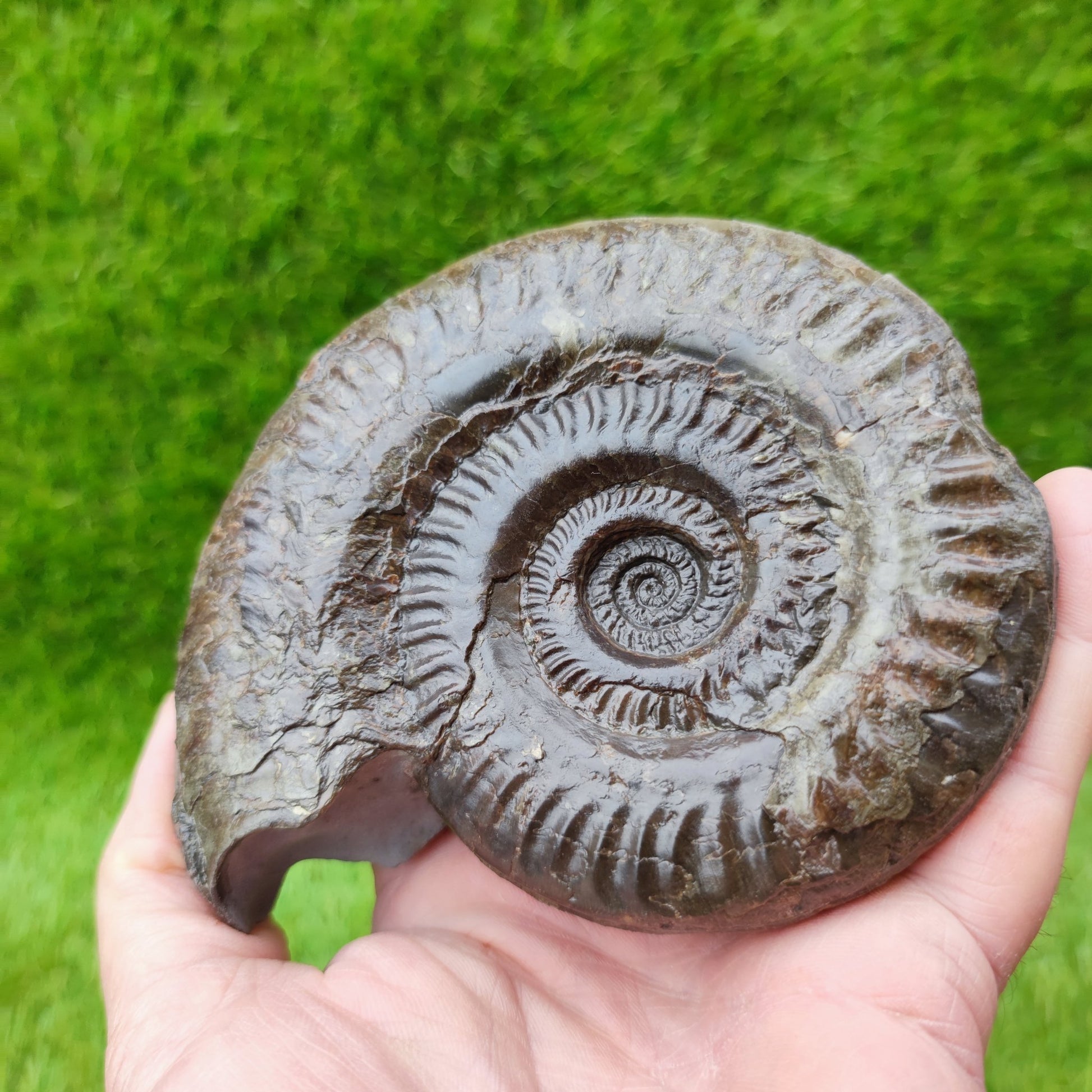 Hildoceras ammonite UK fossil North Yorkshire Large - North Yorkshire Fossils