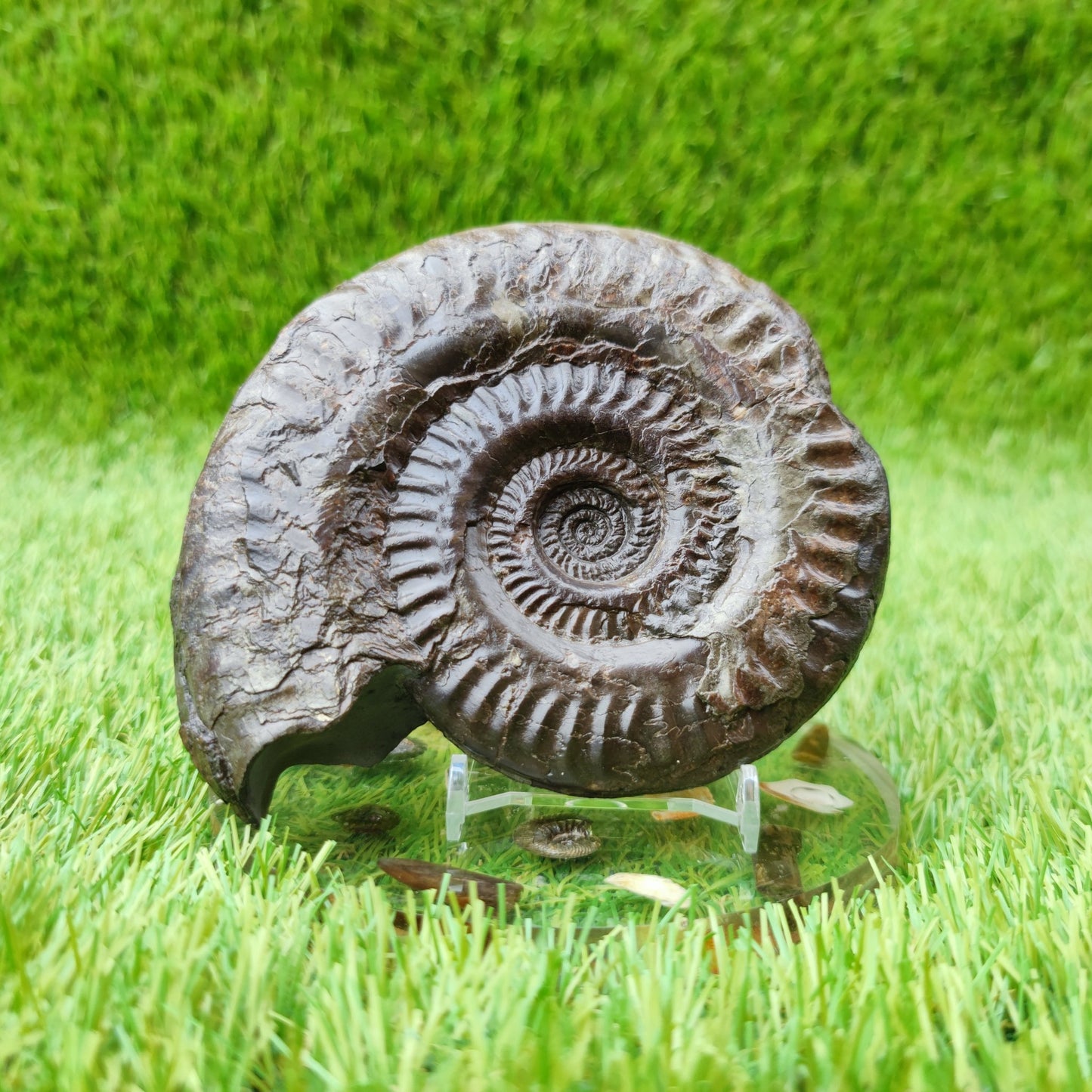 Hildoceras ammonite UK fossil North Yorkshire Large - North Yorkshire Fossils