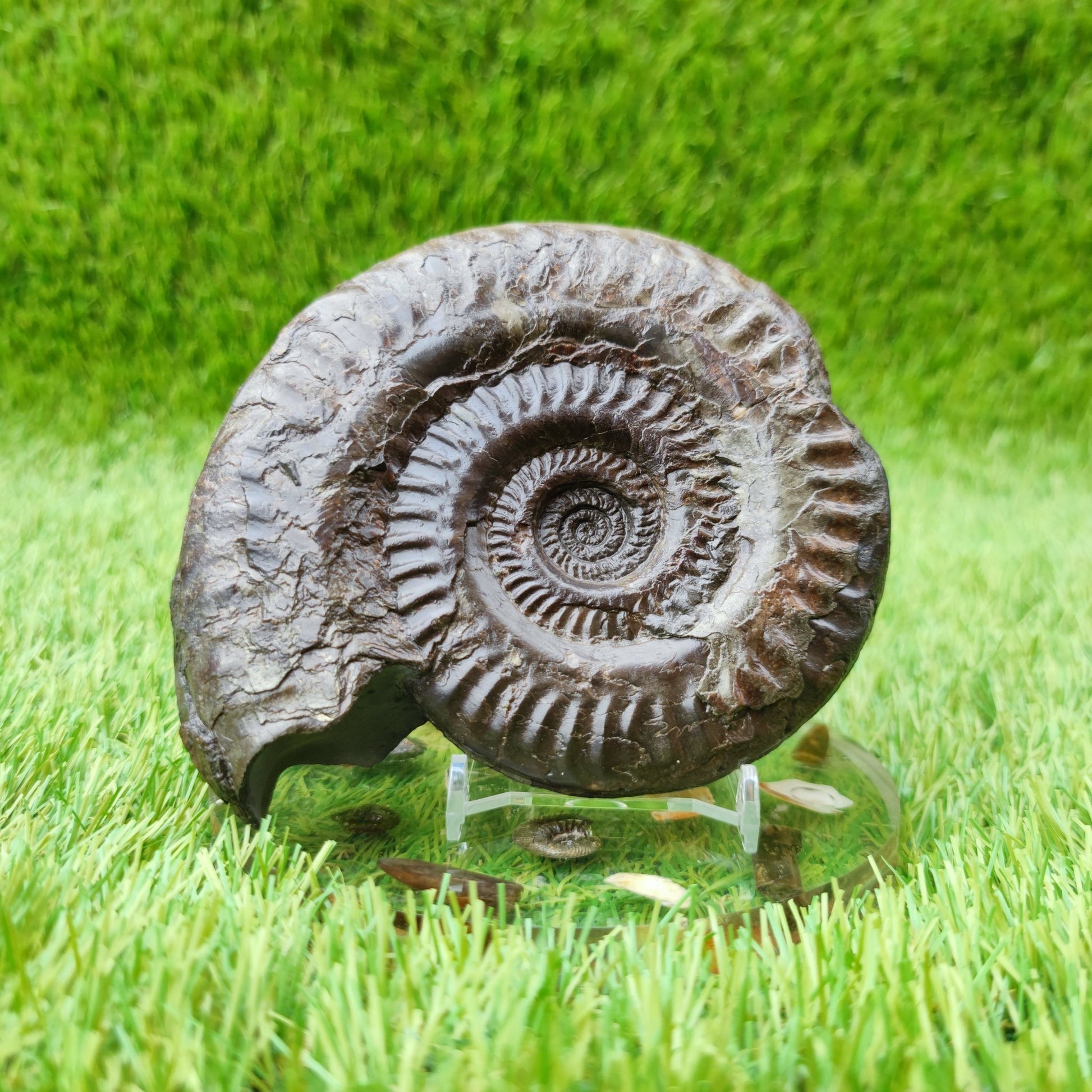 Hildoceras ammonite UK fossil North Yorkshire Large - North Yorkshire Fossils