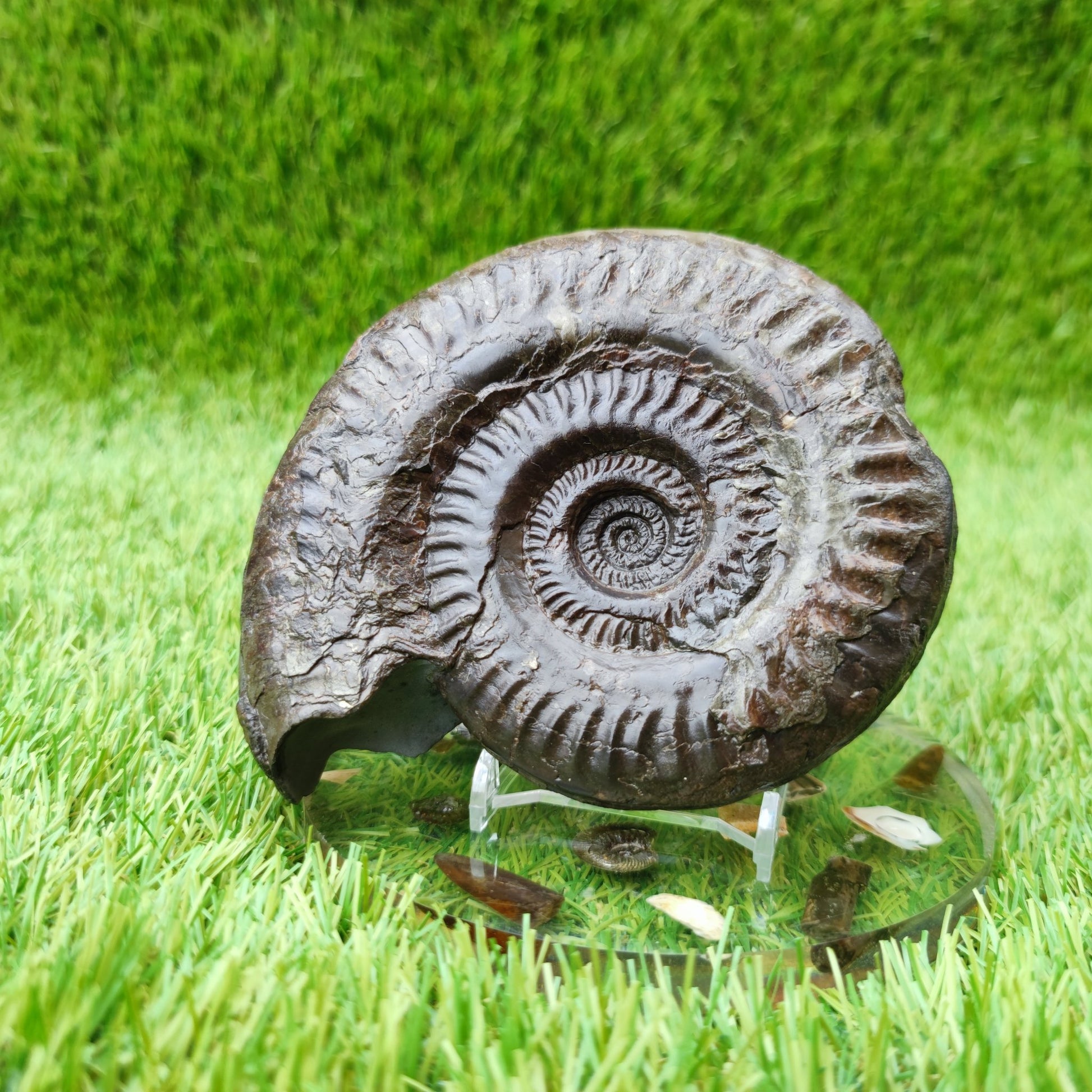 Hildoceras ammonite UK fossil North Yorkshire Large - North Yorkshire Fossils