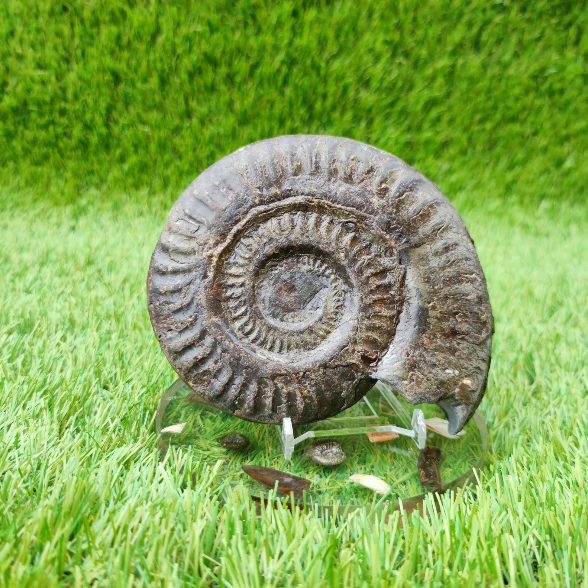Hildoceras ammonite UK fossil North Yorkshire Large - North Yorkshire Fossils