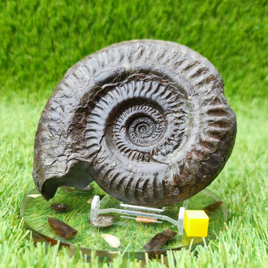 Hildoceras ammonite UK fossil North Yorkshire Large - North Yorkshire Fossils