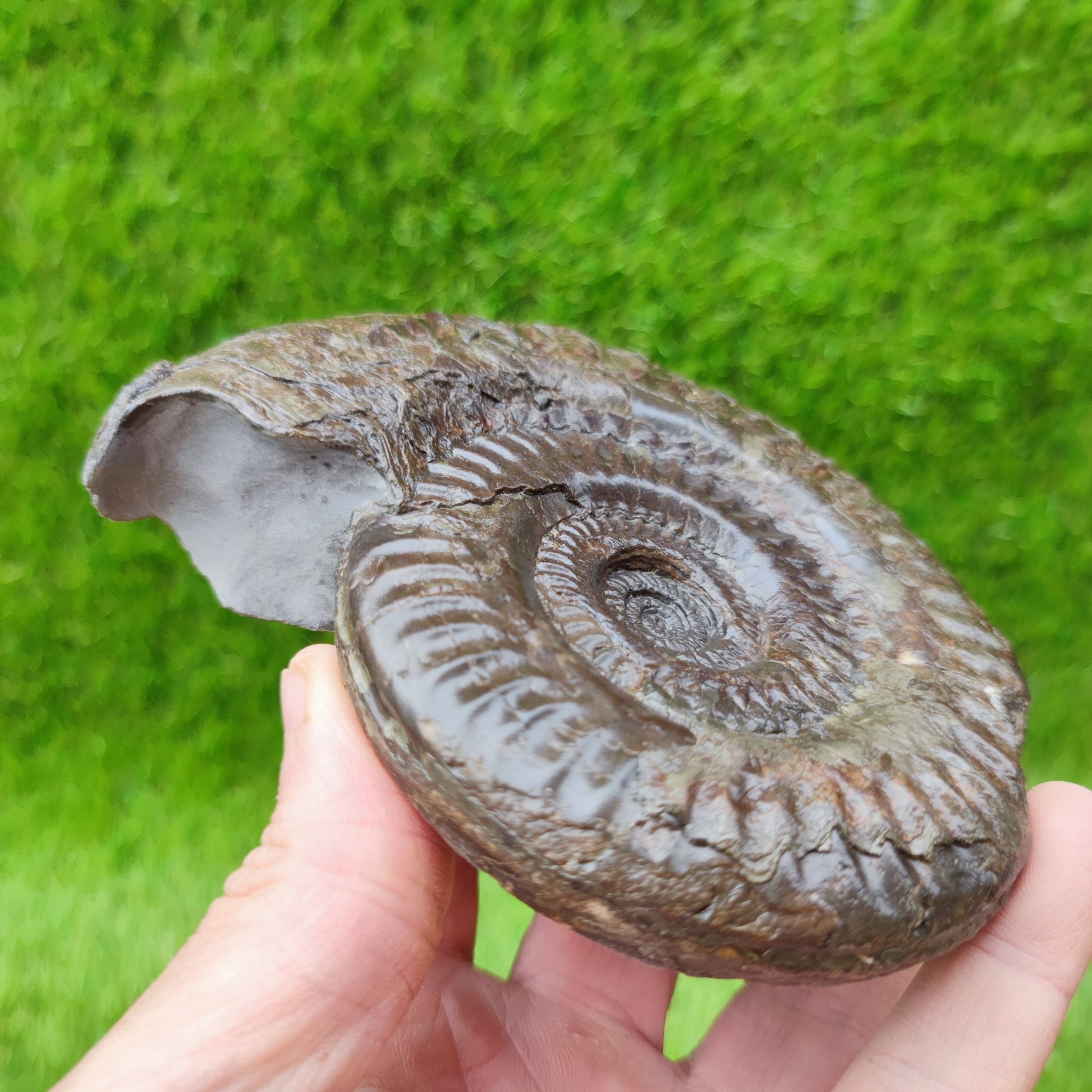 Hildoceras ammonite UK fossil North Yorkshire Large - North Yorkshire Fossils