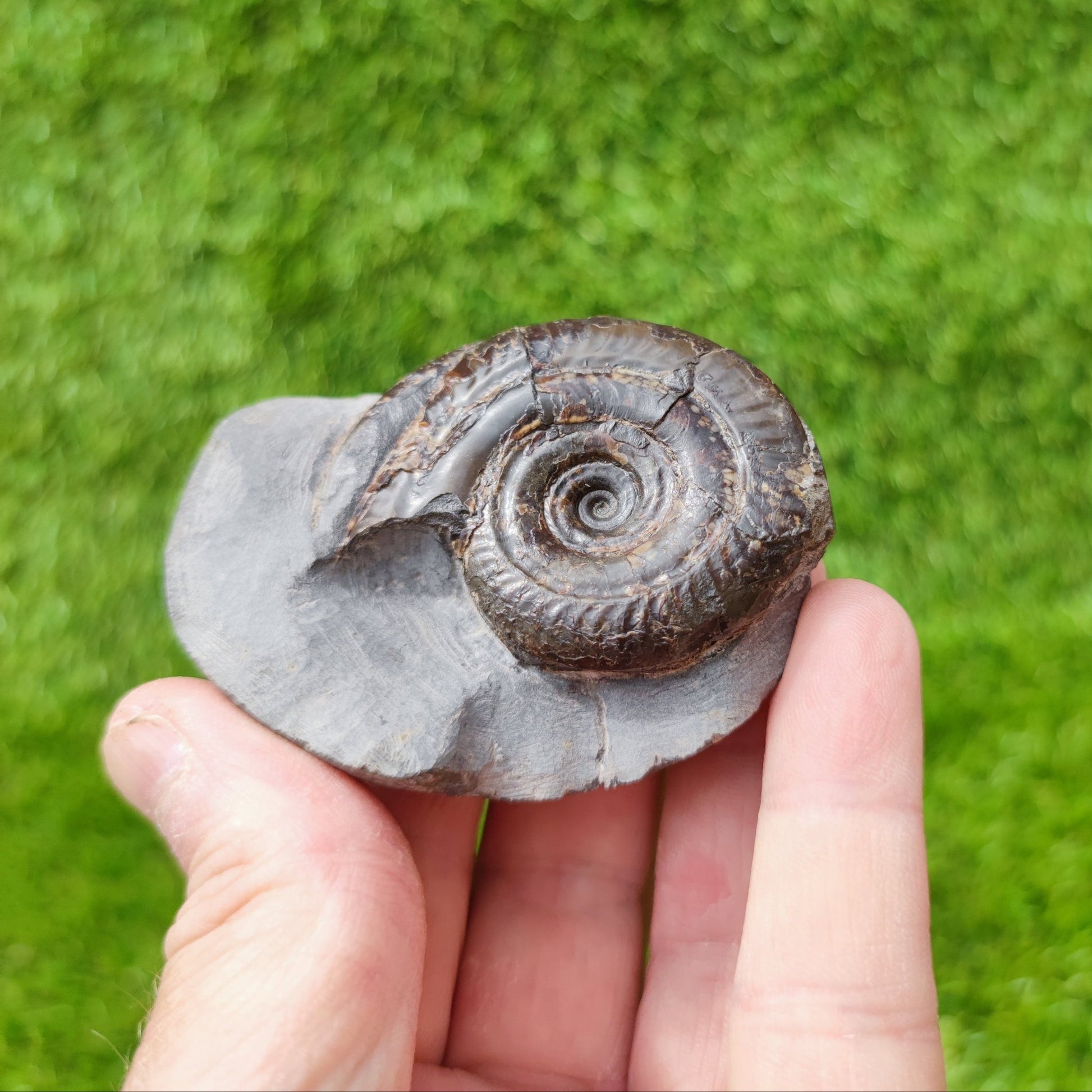 Hildoceras ammonitte fossil North Yorkshire UK - North Yorkshire Fossils