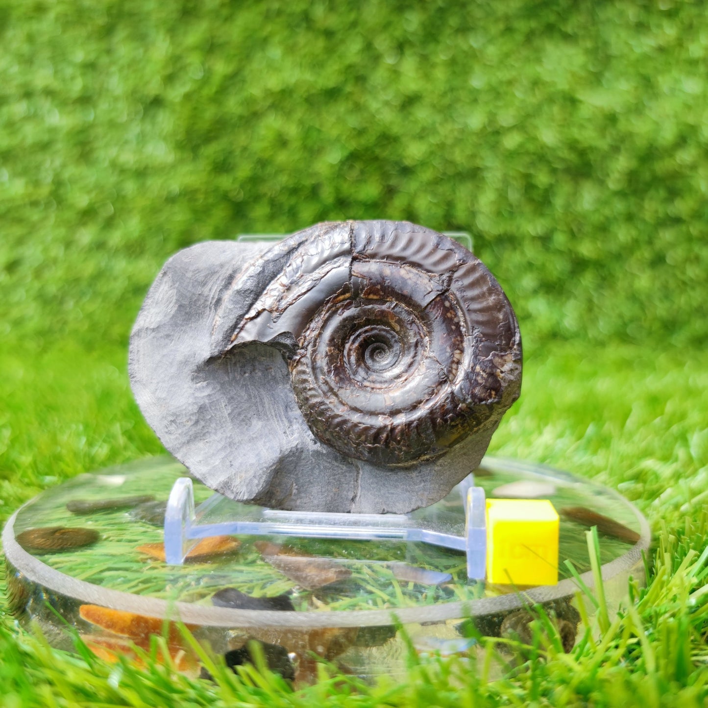 Hildoceras ammonitte fossil North Yorkshire UK - North Yorkshire Fossils