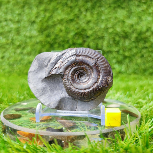Hildoceras ammonitte fossil North Yorkshire UK - North Yorkshire Fossils