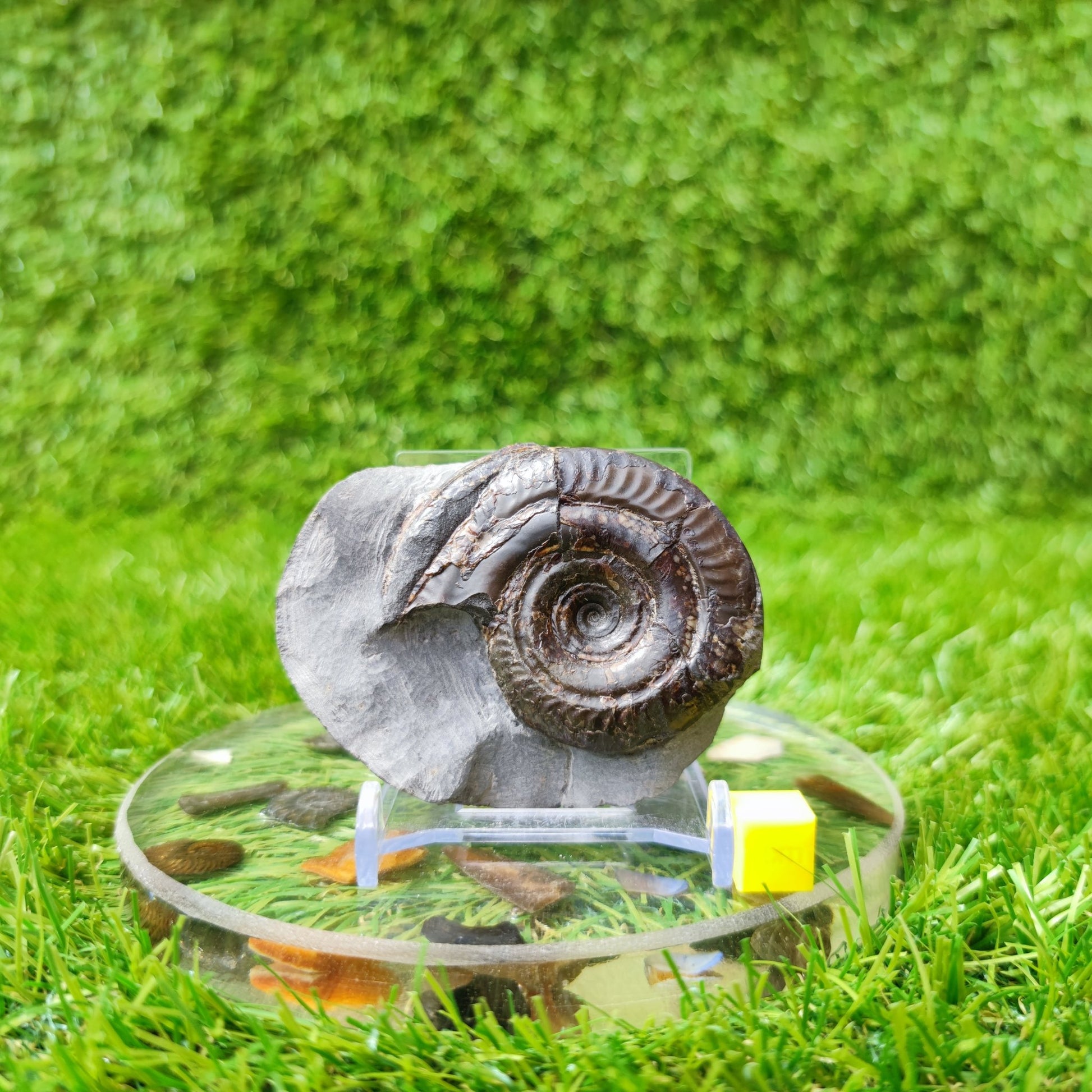 Hildoceras ammonitte fossil North Yorkshire UK - North Yorkshire Fossils