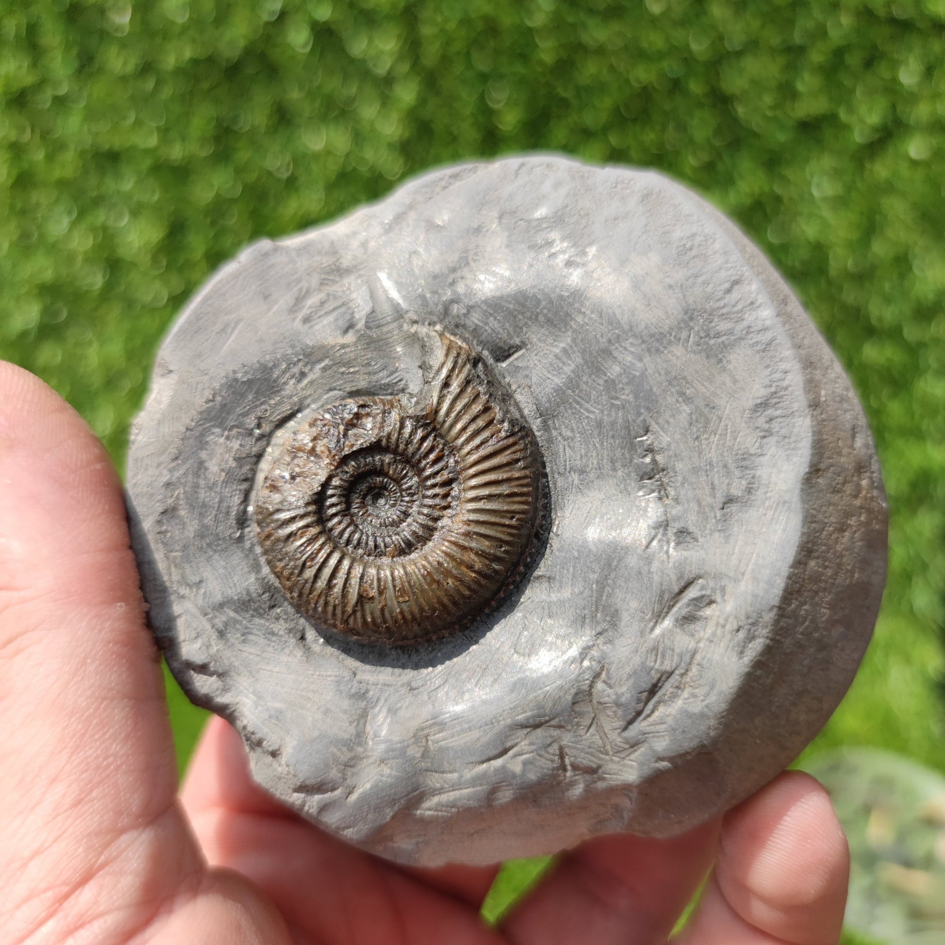 Holderness coast ammonite fossil - North Yorkshire Fossils