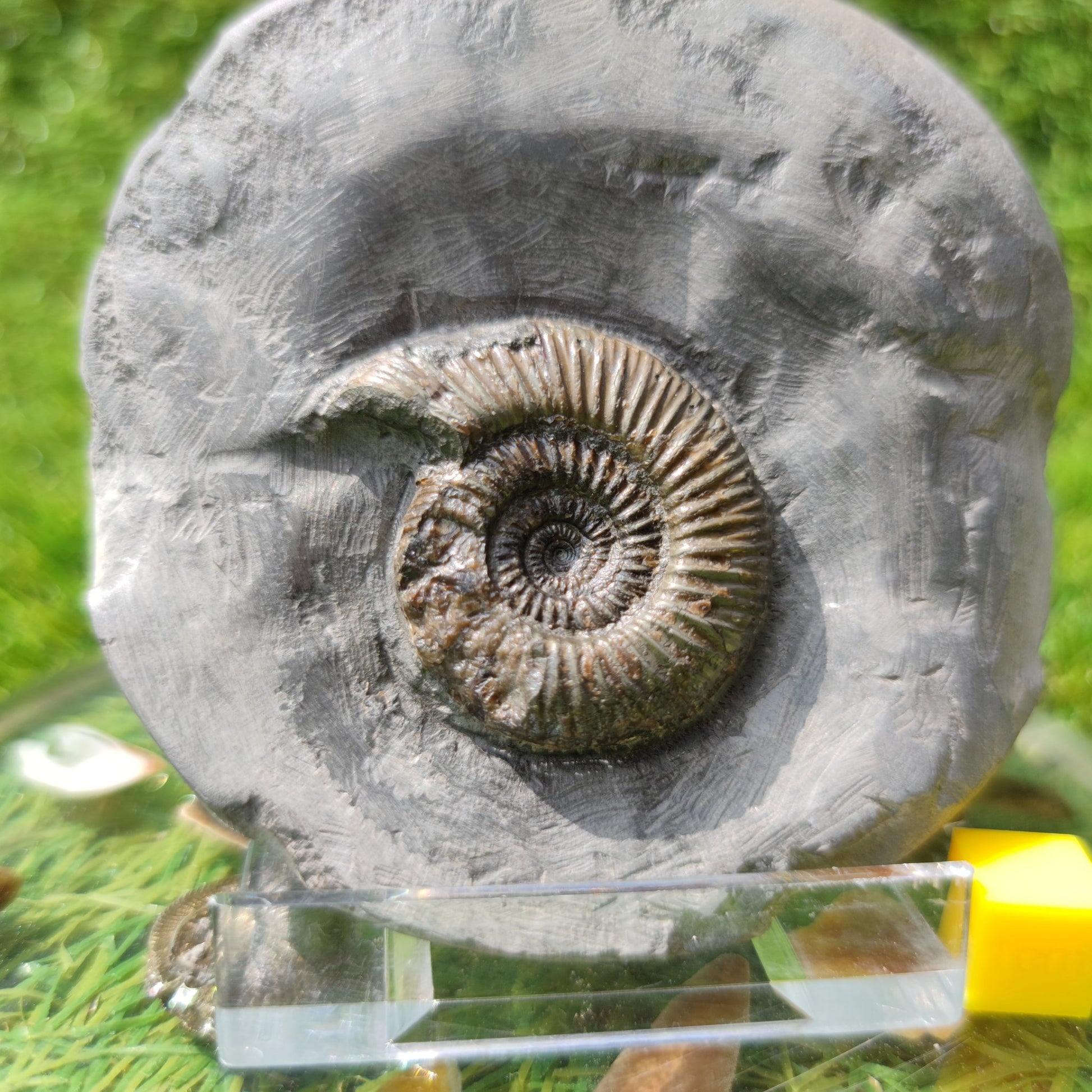 Holderness coast ammonite fossil - North Yorkshire Fossils
