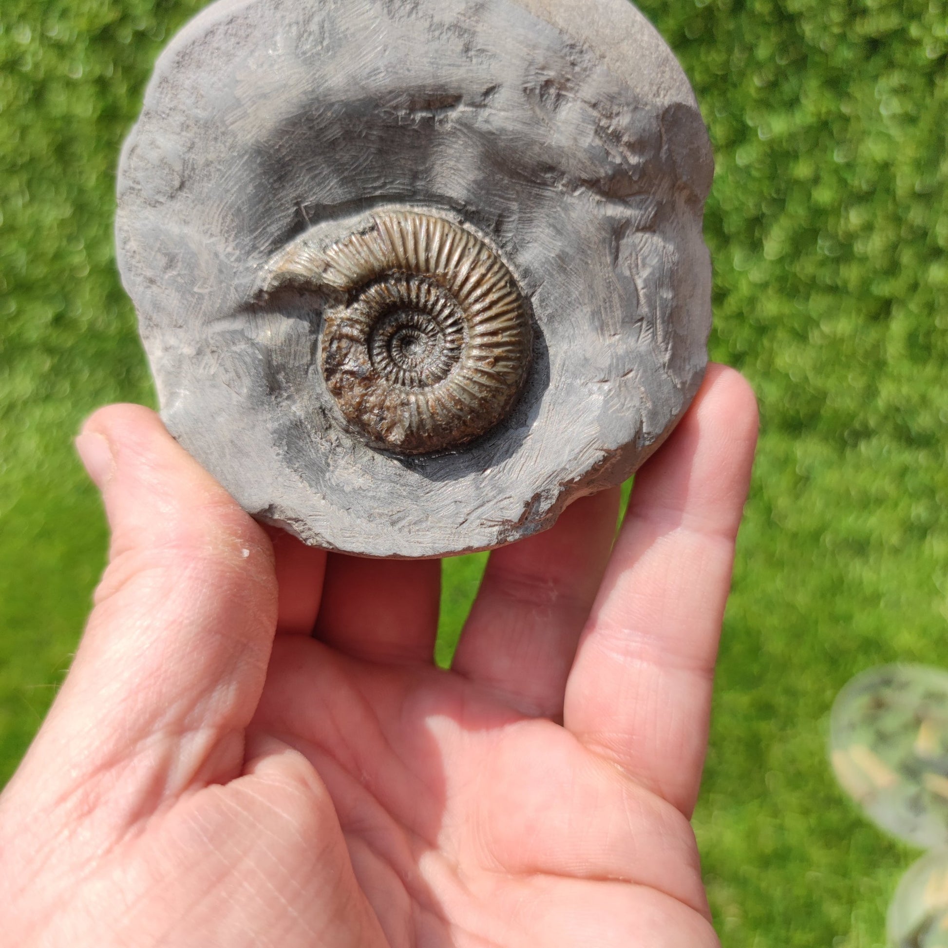 Holderness coast ammonite fossil - North Yorkshire Fossils