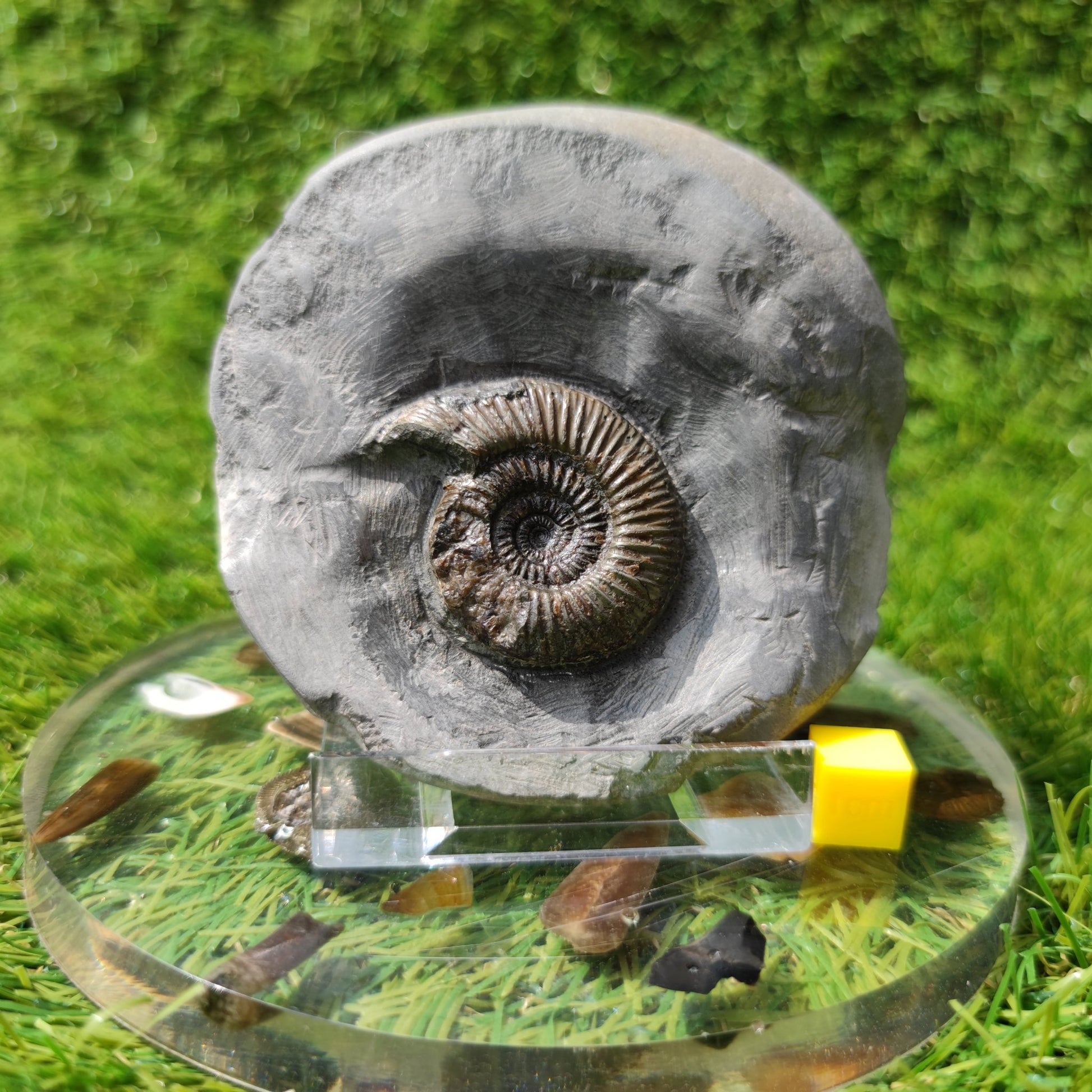 Holderness coast ammonite fossil - North Yorkshire Fossils