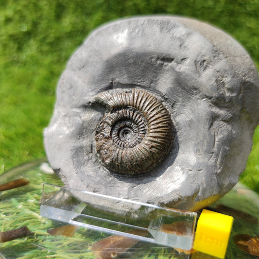 Holderness coast ammonite fossil - North Yorkshire Fossils
