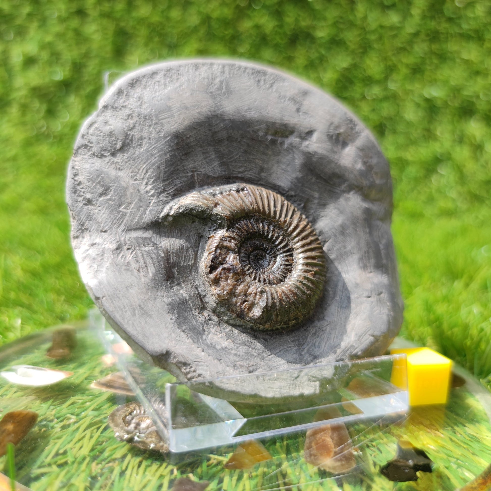 Holderness coast ammonite fossil - North Yorkshire Fossils
