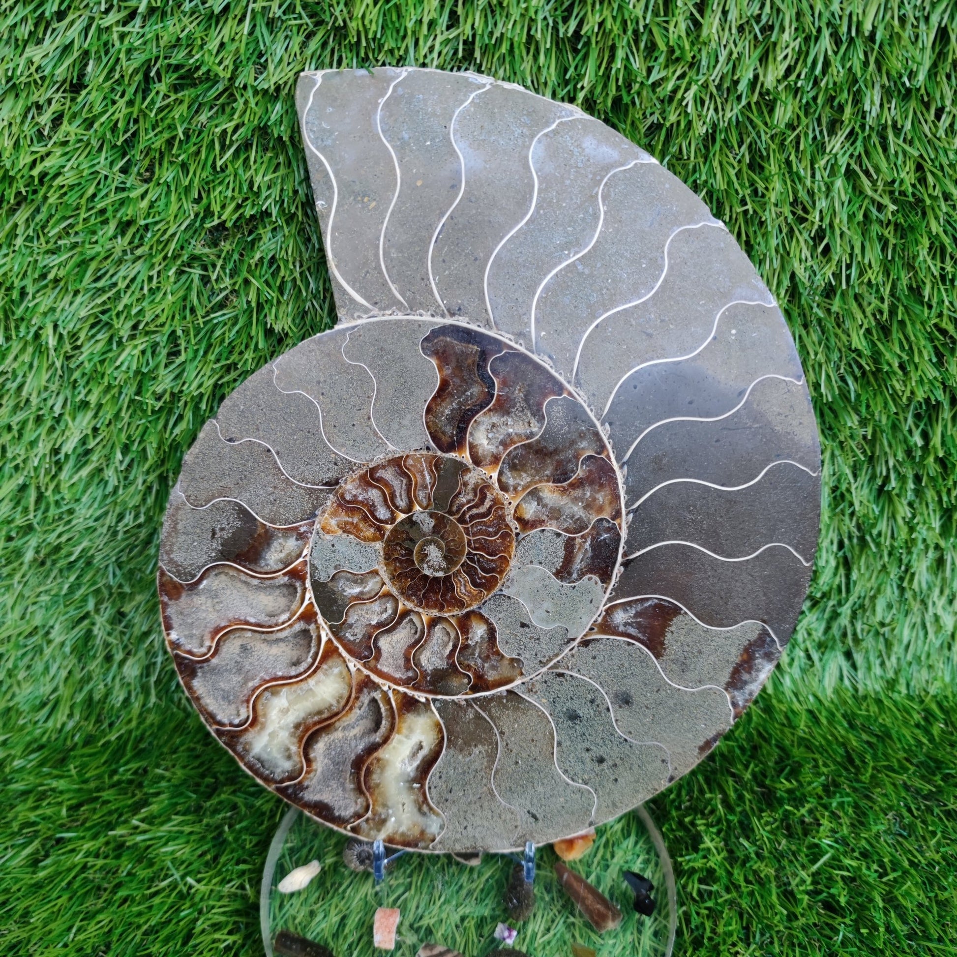 Huge cut and polished ammonite North Yorkshire Fossils - North Yorkshire Fossils