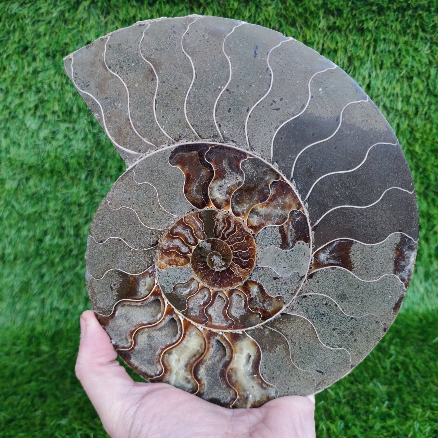 Huge cut and polished ammonite North Yorkshire Fossils - North Yorkshire Fossils