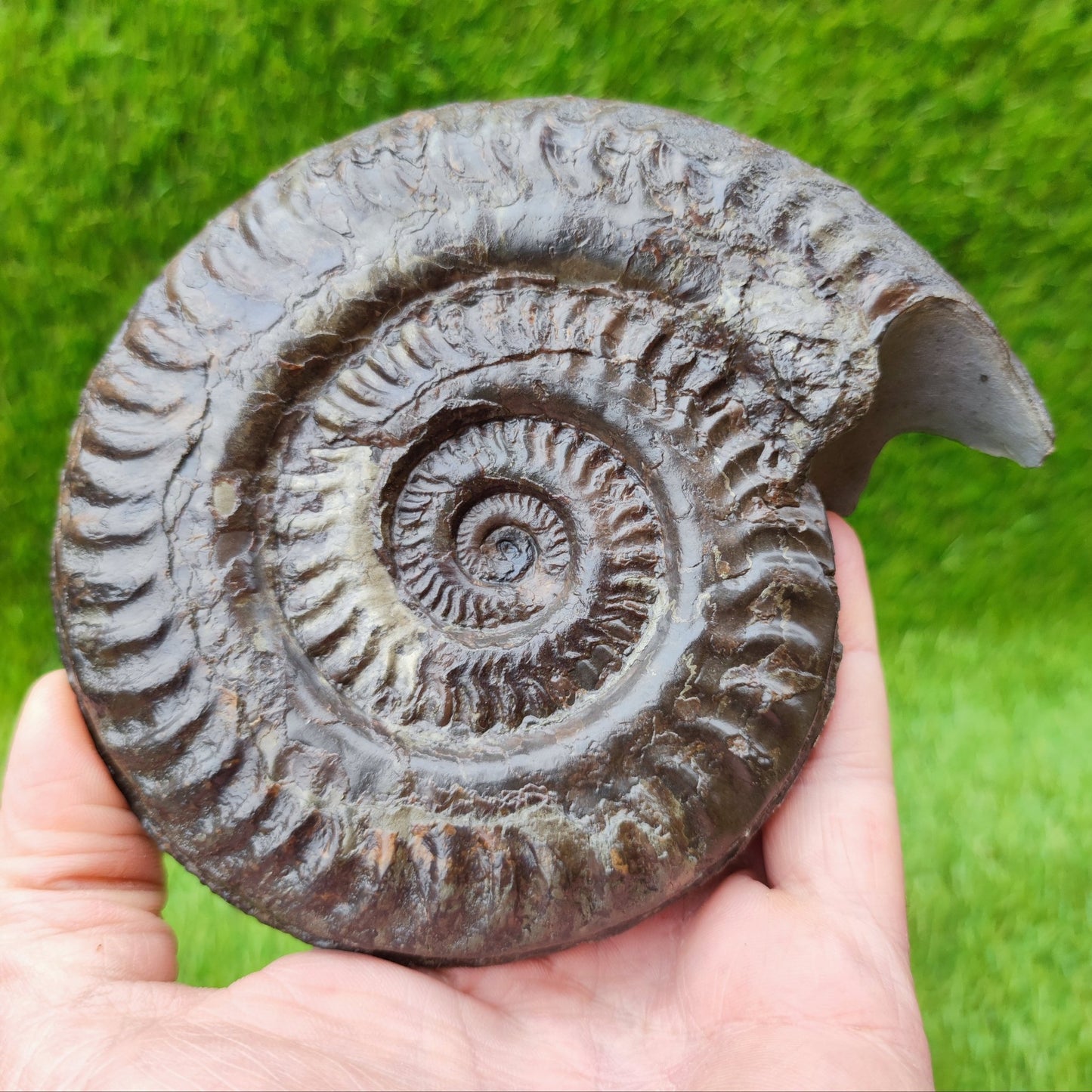 Huge Hildoceras ammonite fossil North Yorkshire fossils UK - North Yorkshire Fossils