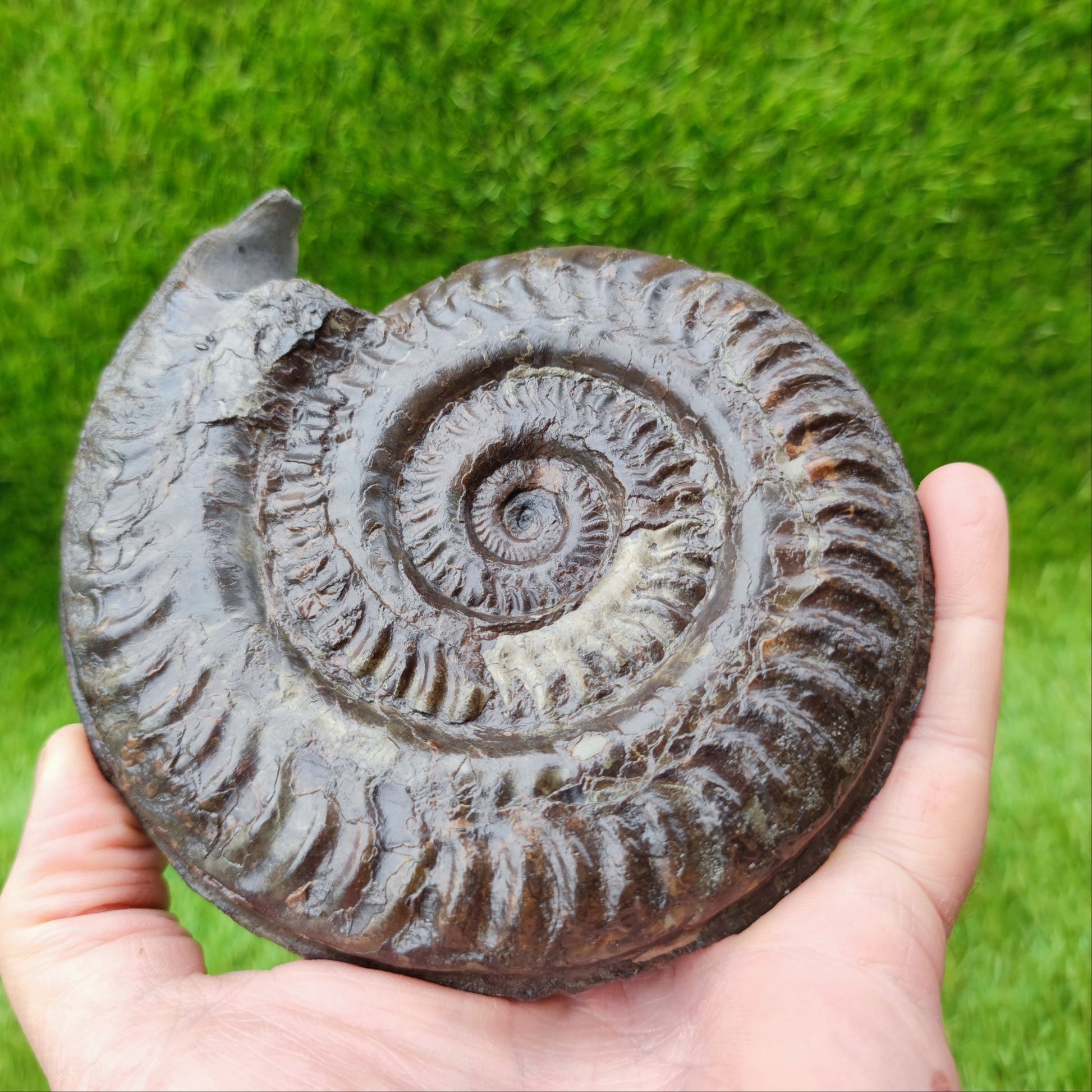 Huge Hildoceras ammonite fossil North Yorkshire fossils UK - North Yorkshire Fossils