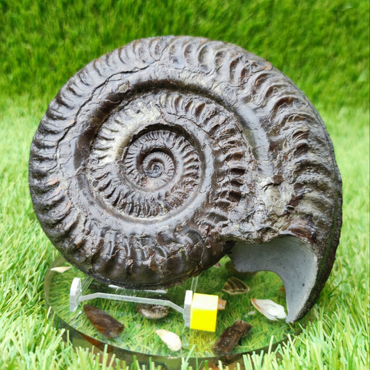 Huge Hildoceras ammonite fossil North Yorkshire fossils UK - North Yorkshire Fossils