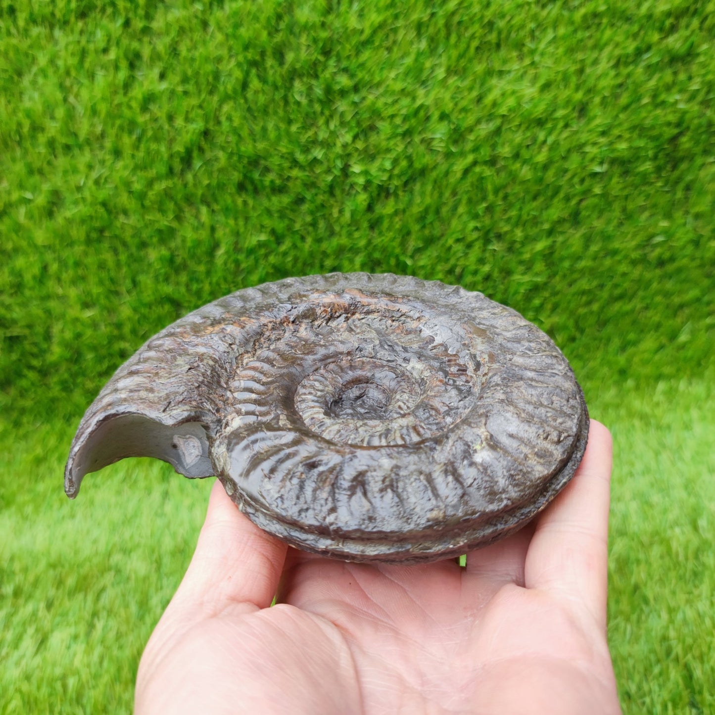 Huge Hildoceras ammonite fossil North Yorkshire fossils UK - North Yorkshire Fossils