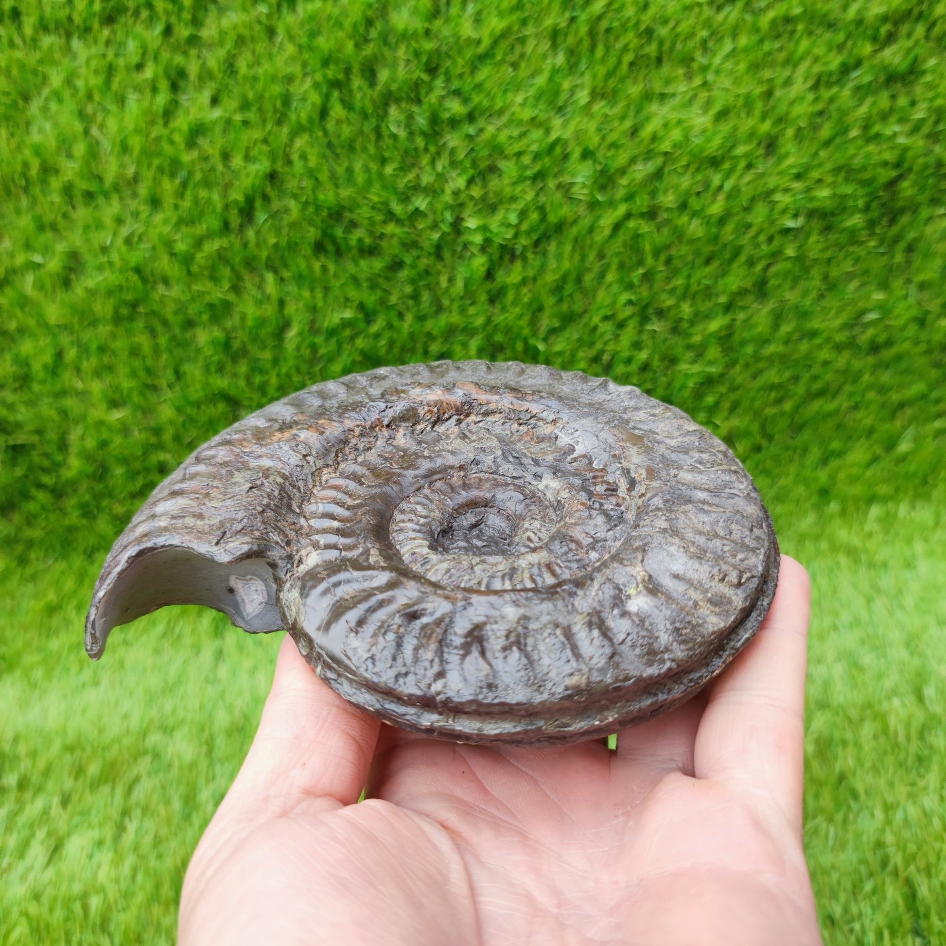 Huge Hildoceras ammonite fossil North Yorkshire fossils UK - North Yorkshire Fossils