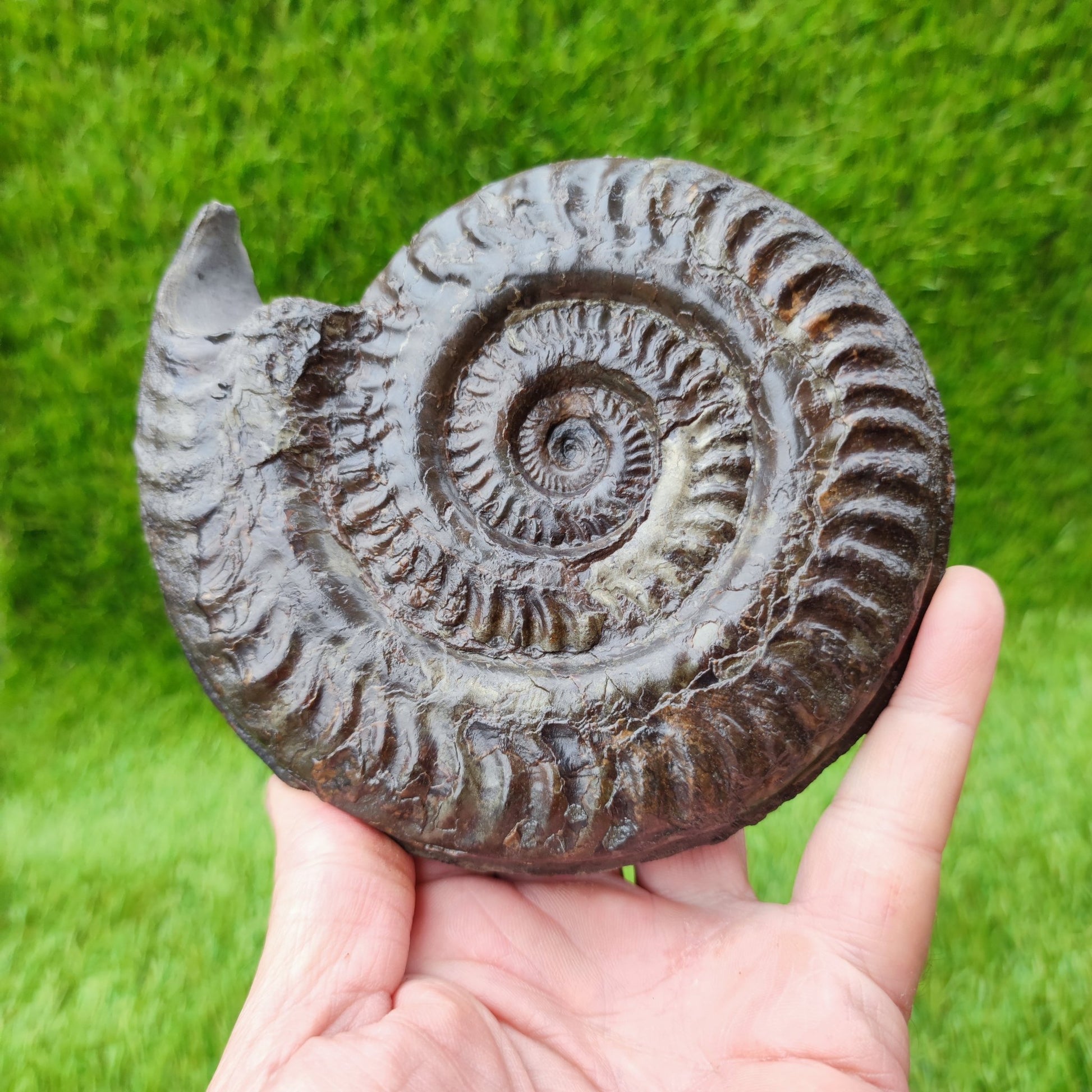 Huge Hildoceras ammonite fossil North Yorkshire fossils UK - North Yorkshire Fossils