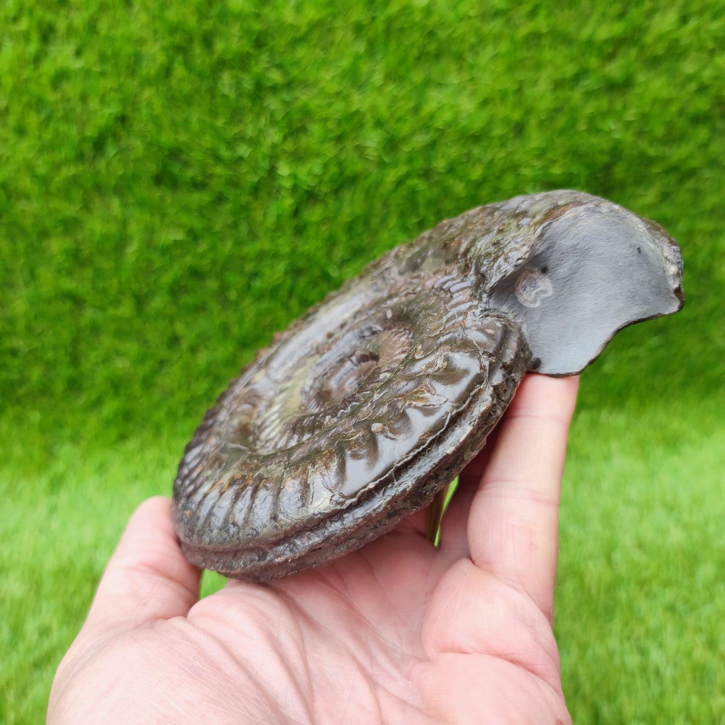 Huge Hildoceras ammonite fossil North Yorkshire fossils UK - North Yorkshire Fossils