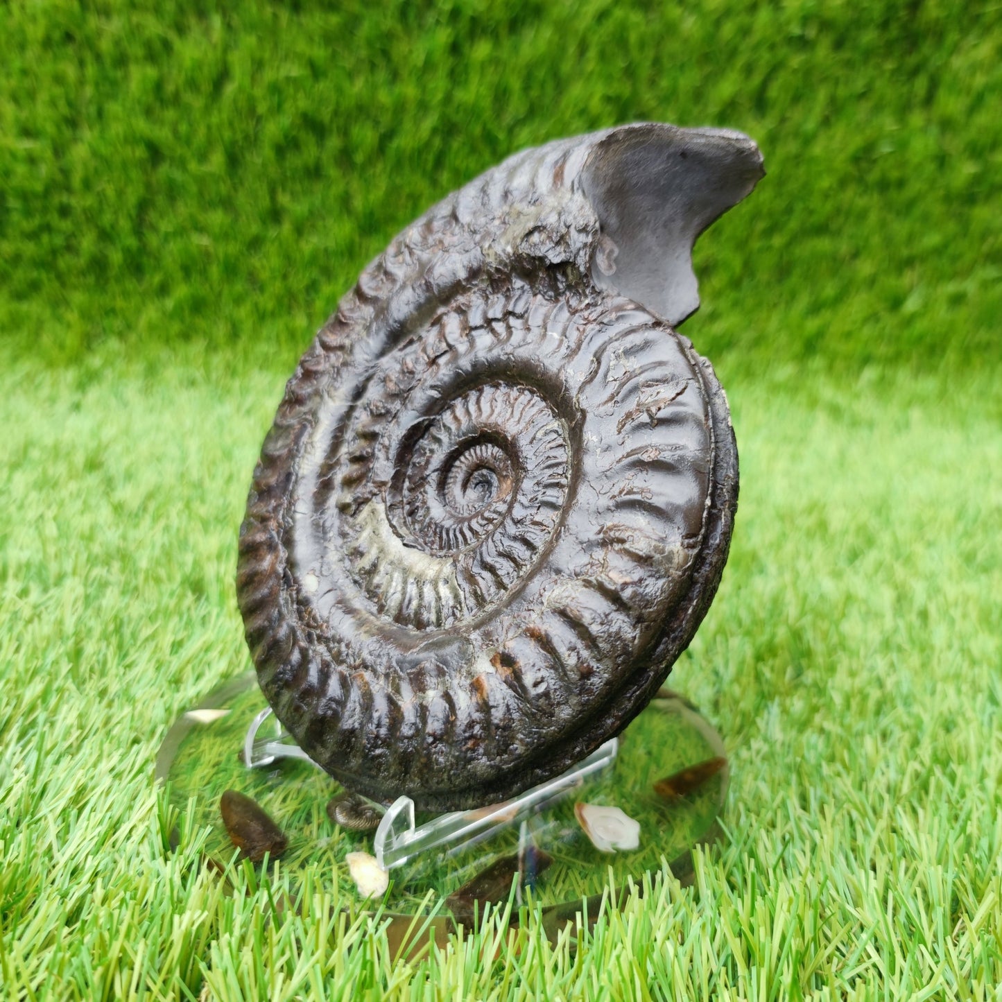 Huge Hildoceras ammonite fossil North Yorkshire fossils UK - North Yorkshire Fossils