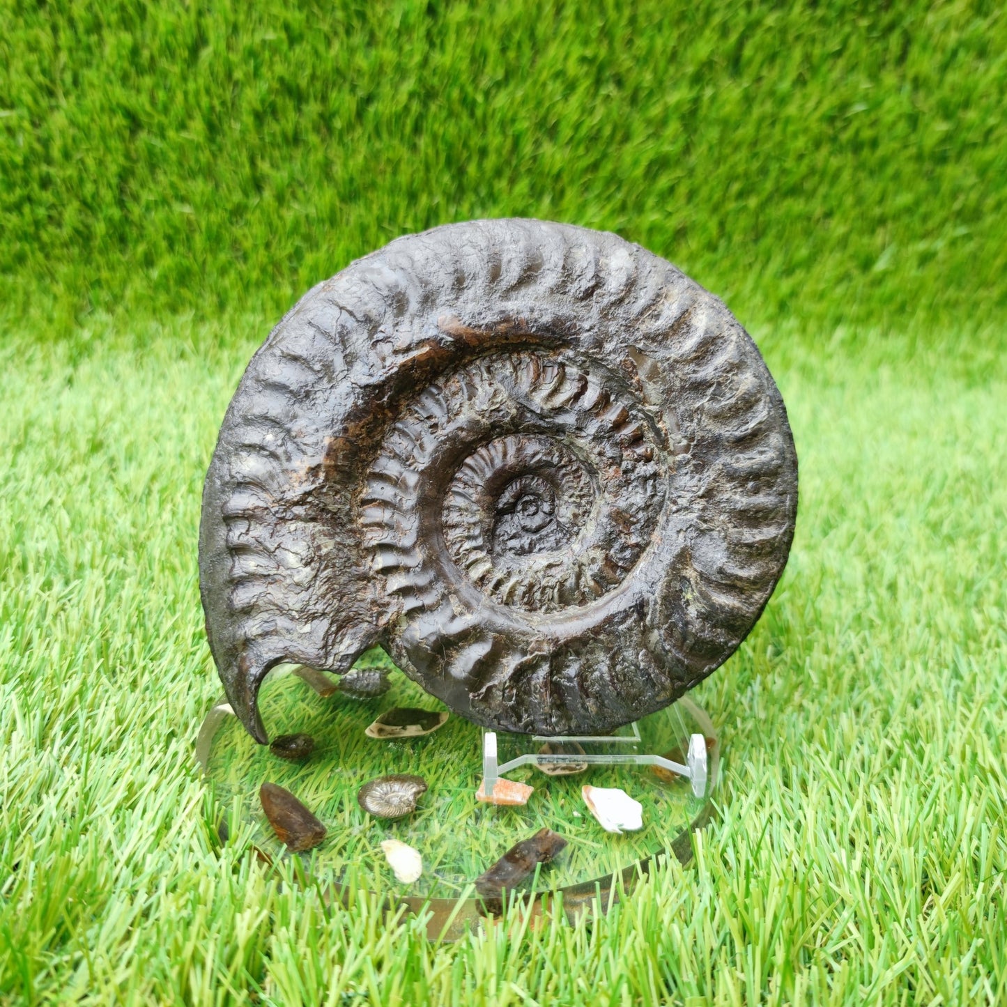 Huge Hildoceras ammonite fossil North Yorkshire fossils UK - North Yorkshire Fossils
