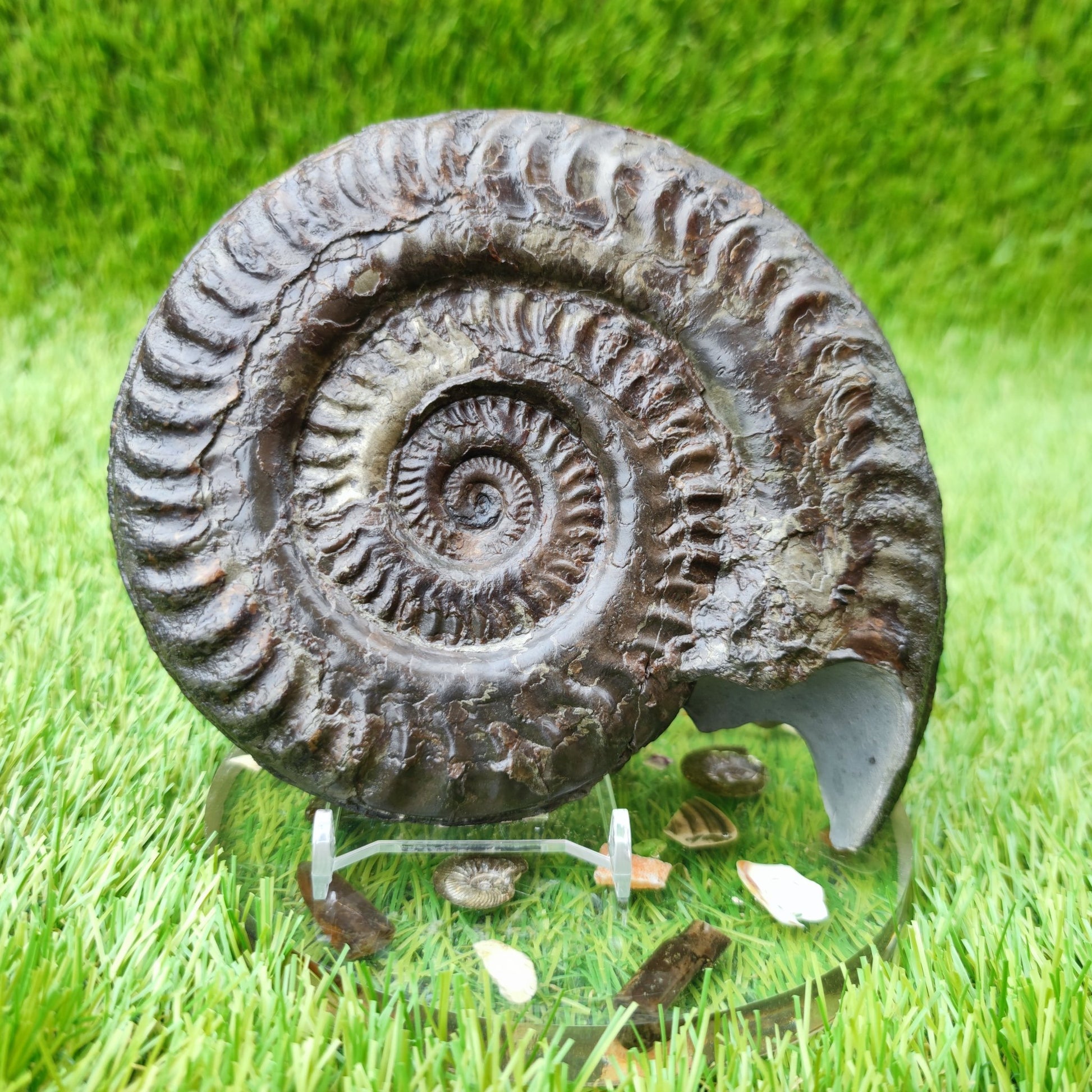 Huge Hildoceras ammonite fossil North Yorkshire fossils UK - North Yorkshire Fossils