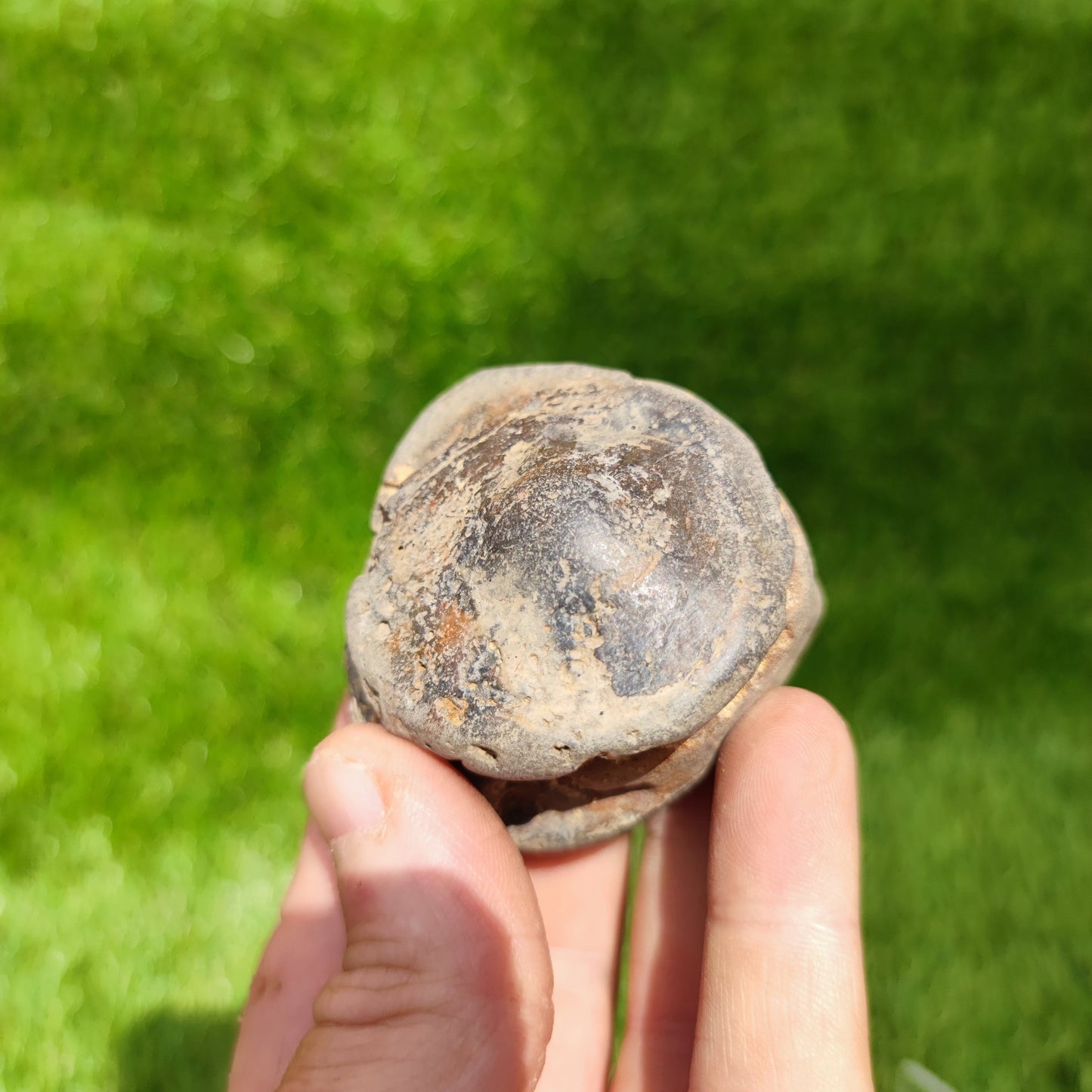 Ichthyosaur vert Whitby Yorkshire UK - North Yorkshire Fossils